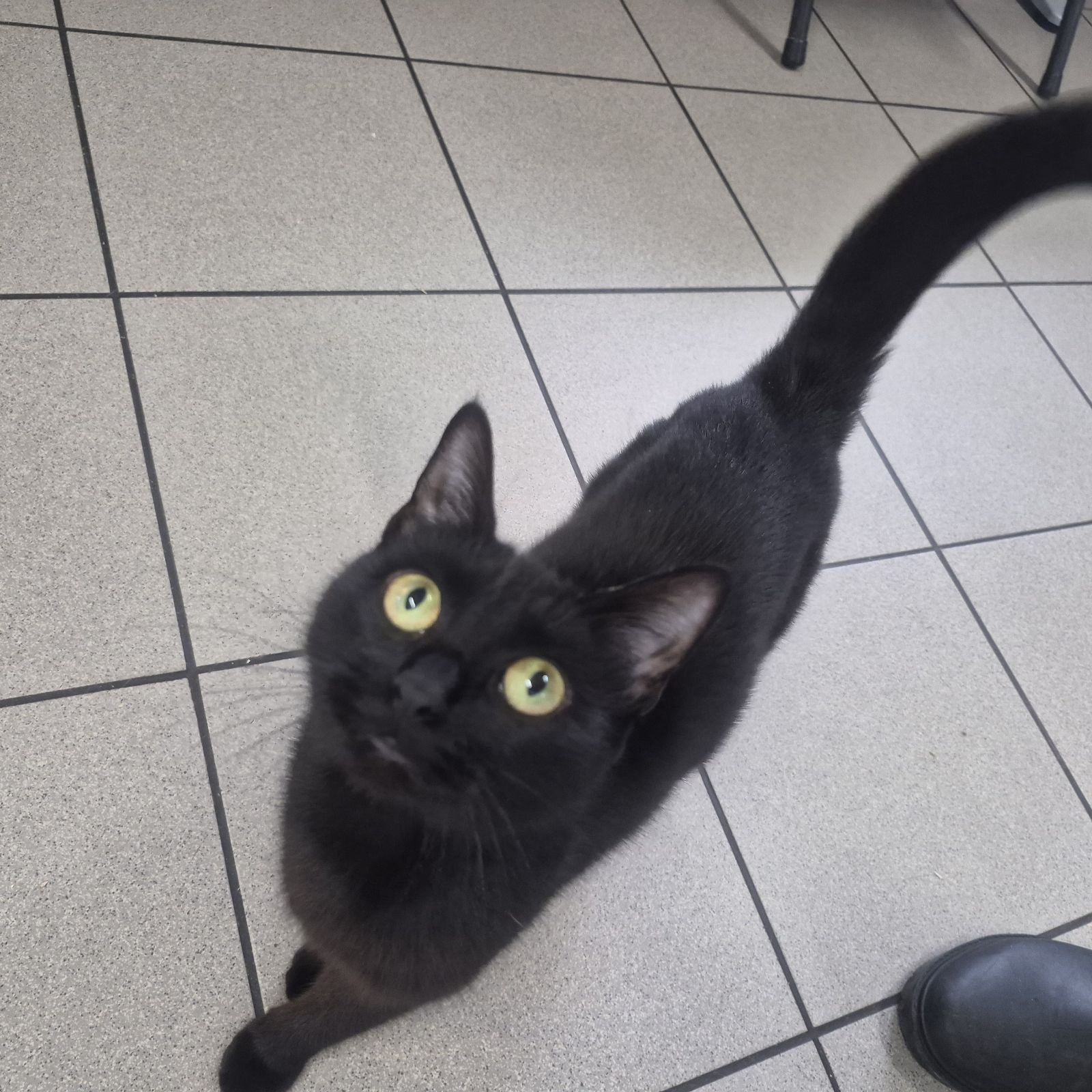 Mary- 1 Year Old Female