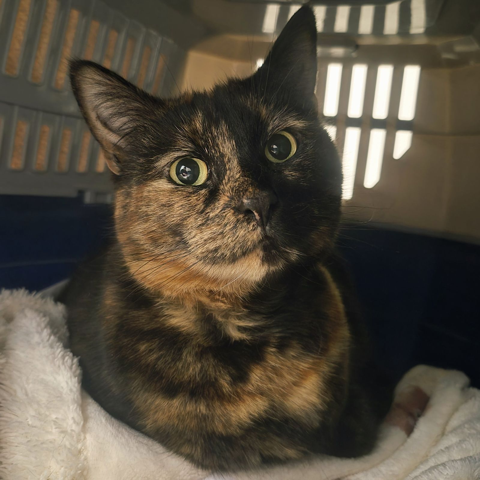 Bella Boo- 6 Year Old Female – Spotlight Animal!