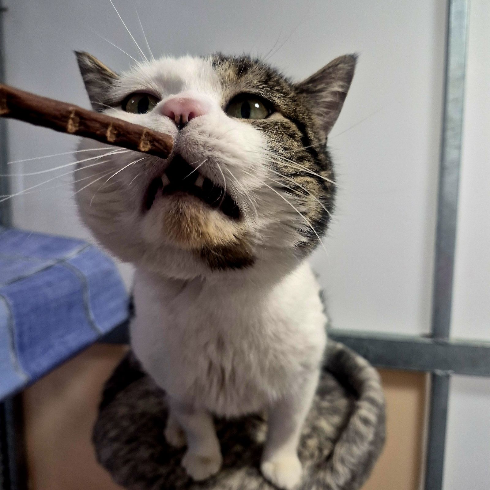 Kiro- 3 Year Old Male