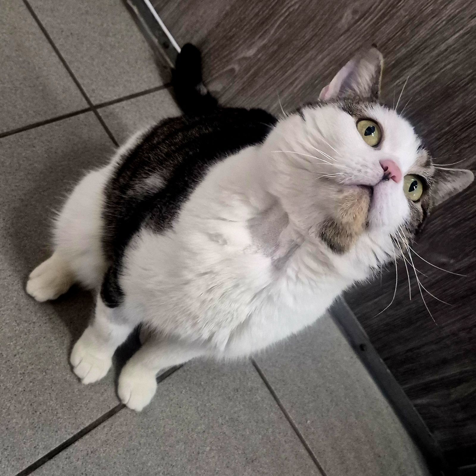 Kiro- 3 Year Old Male