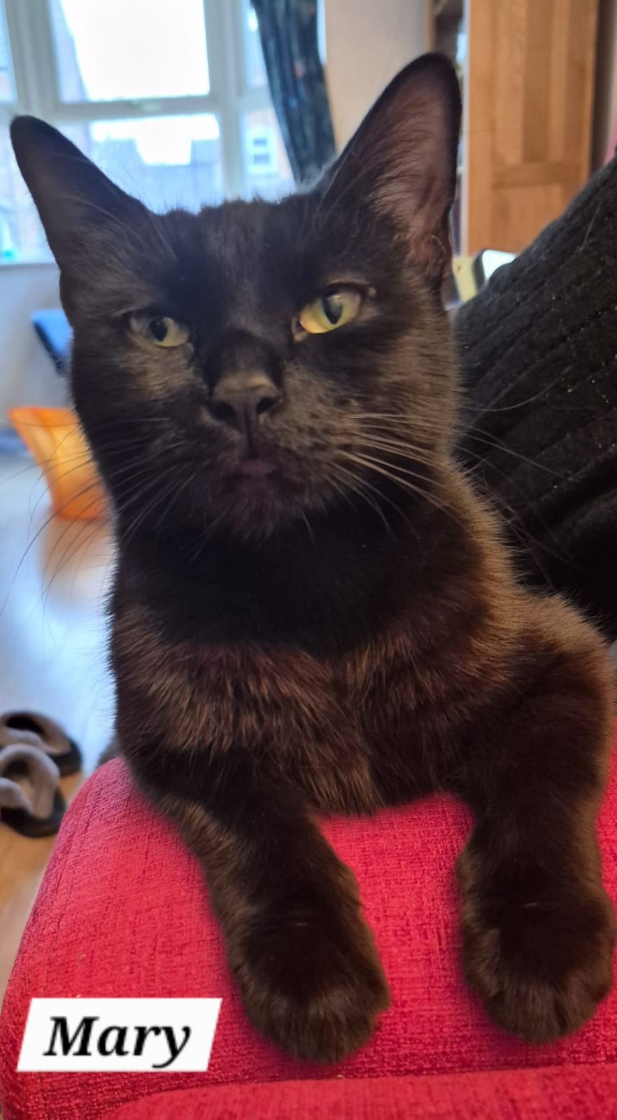 Mary- 1 Year Old Female