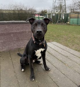 Rodeo, a 1 year old male Crossbreed available for adoption from Rain Rescue in South Yorkshire
