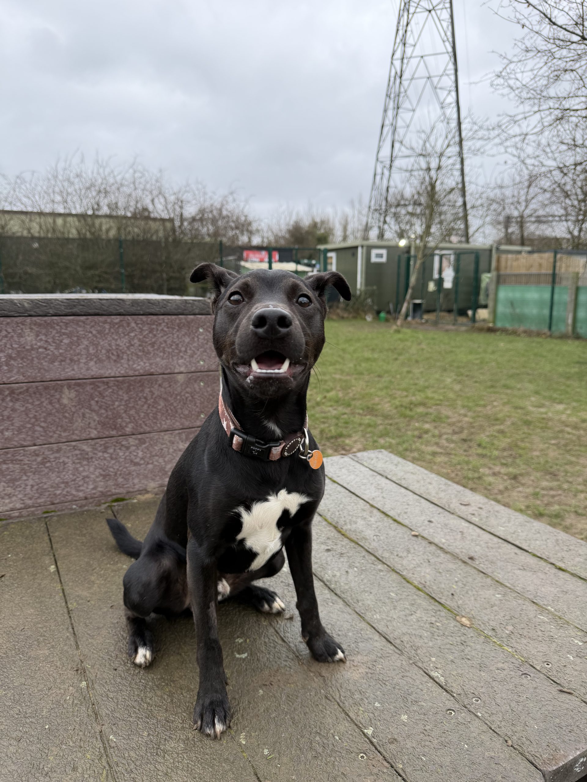 Rodeo – 1 year old Male