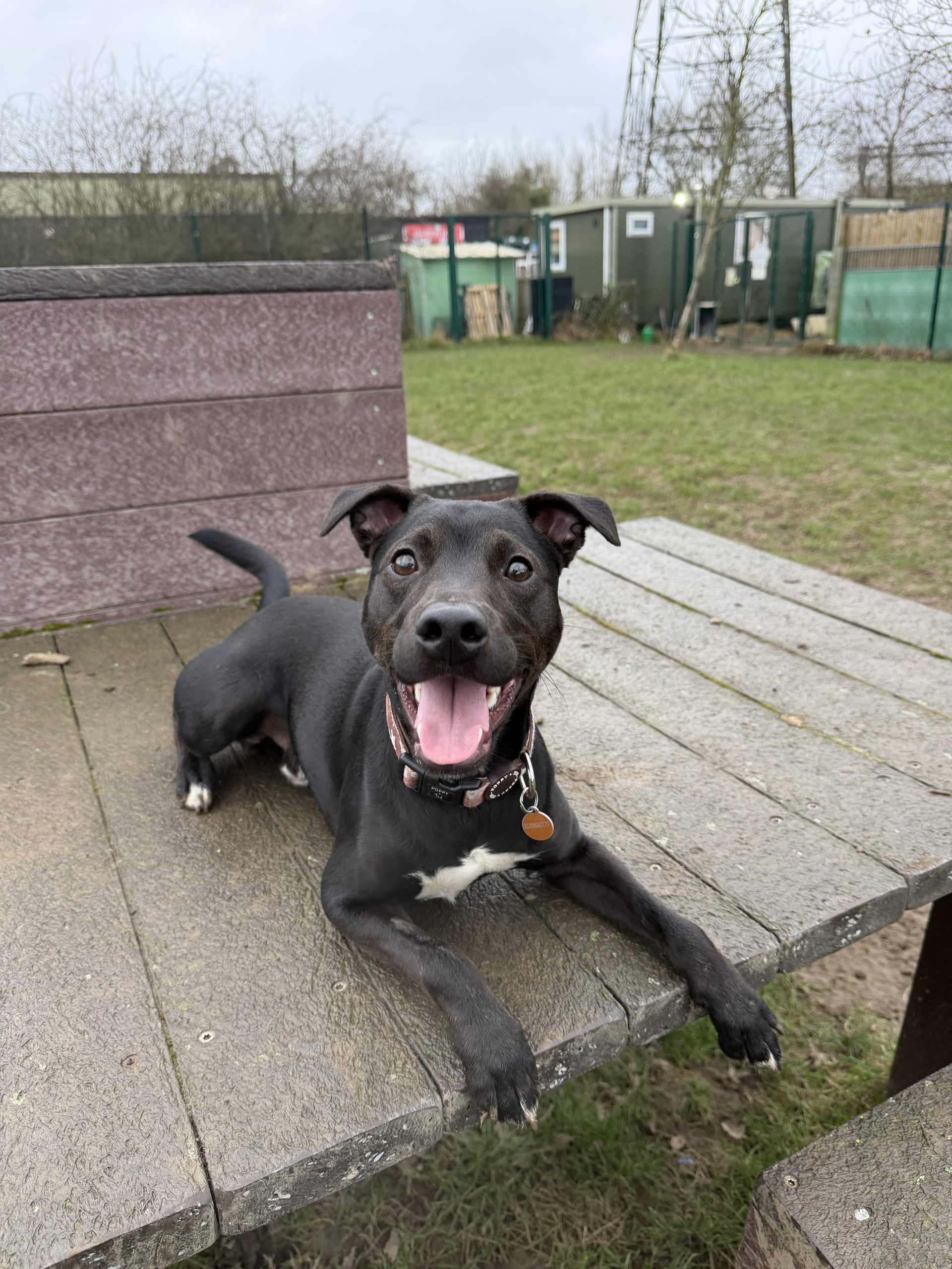 Rodeo – 1 year old Male