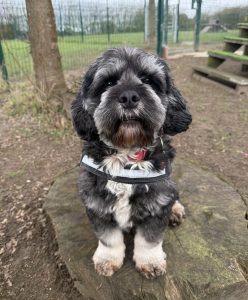 Bear, a 4 years old male Lhasa Apso x Cockapoo available for adoption from Rain Rescue in South Yorkshire