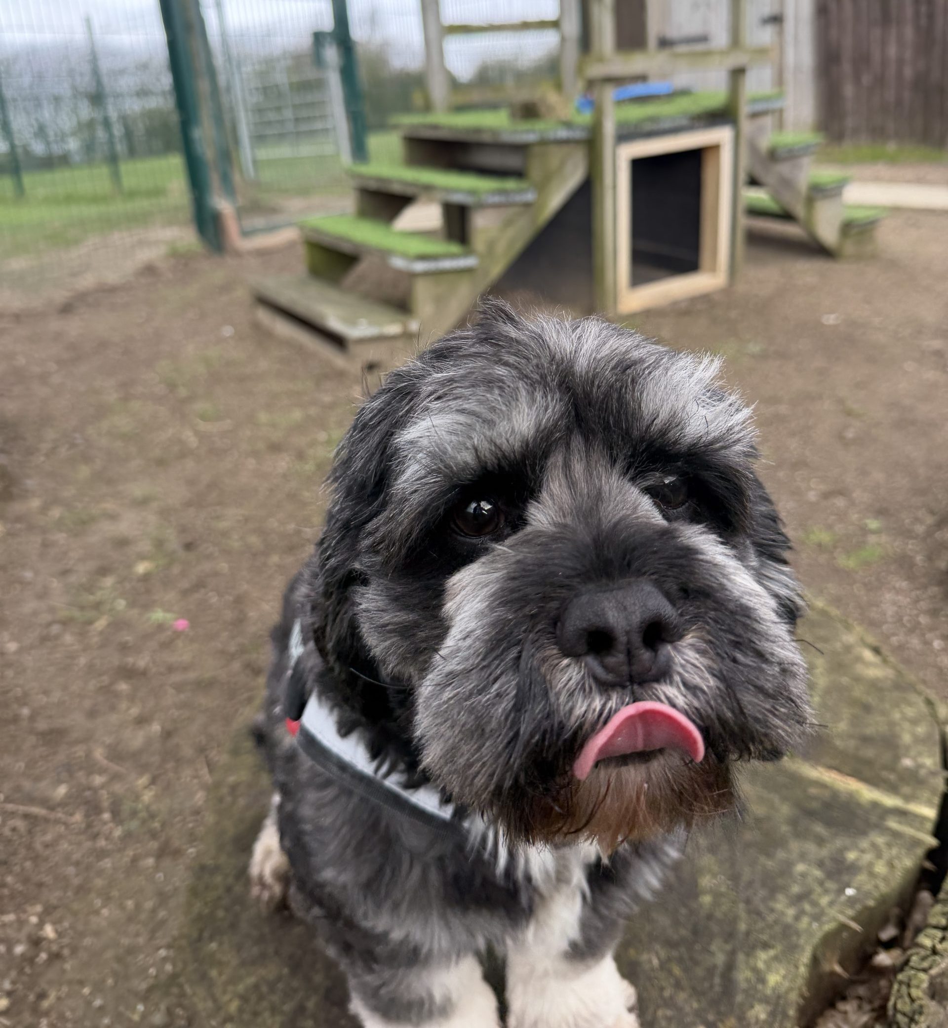 Bear – 4 year old Male