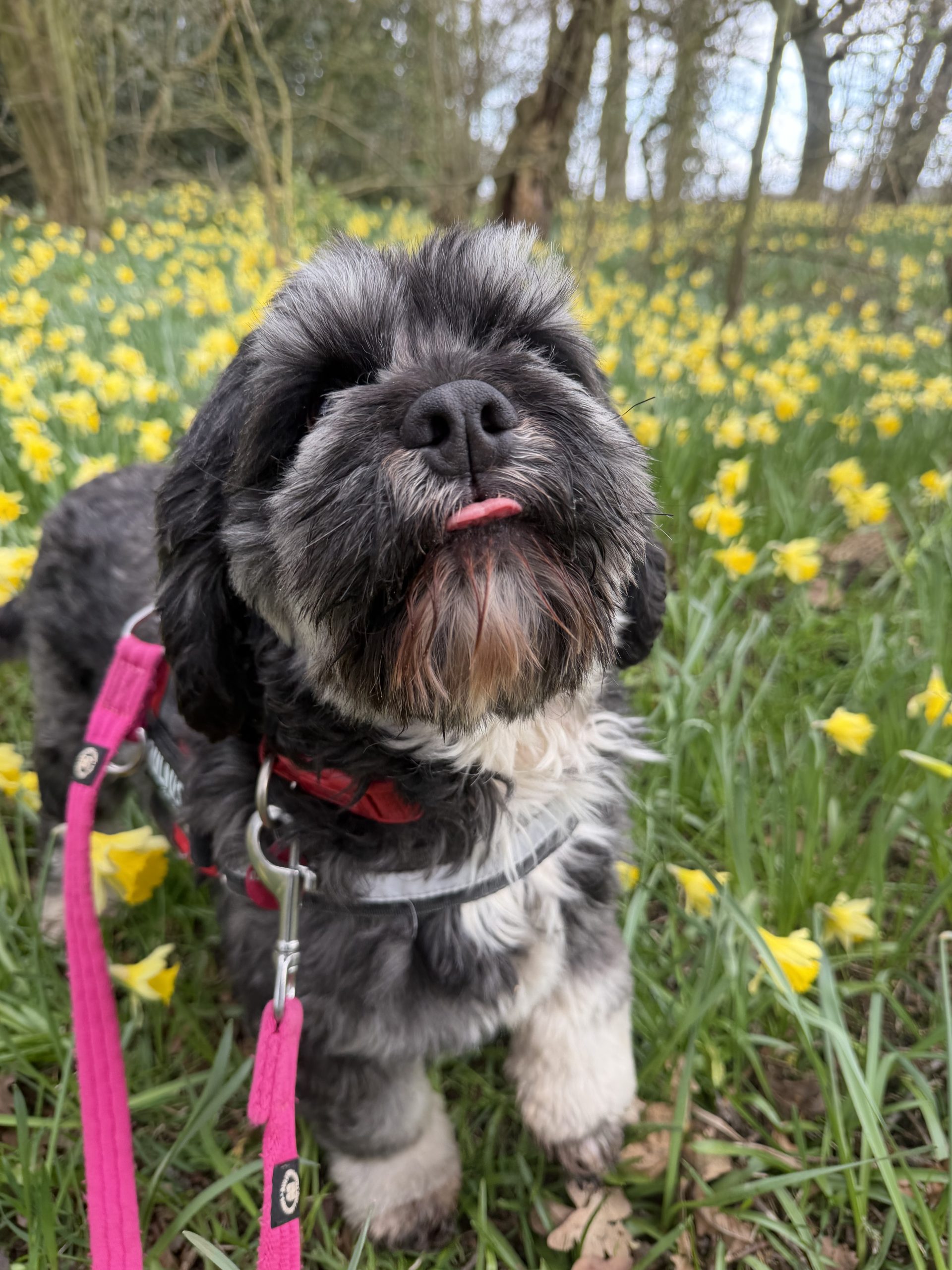 Bear – 4 year old Male