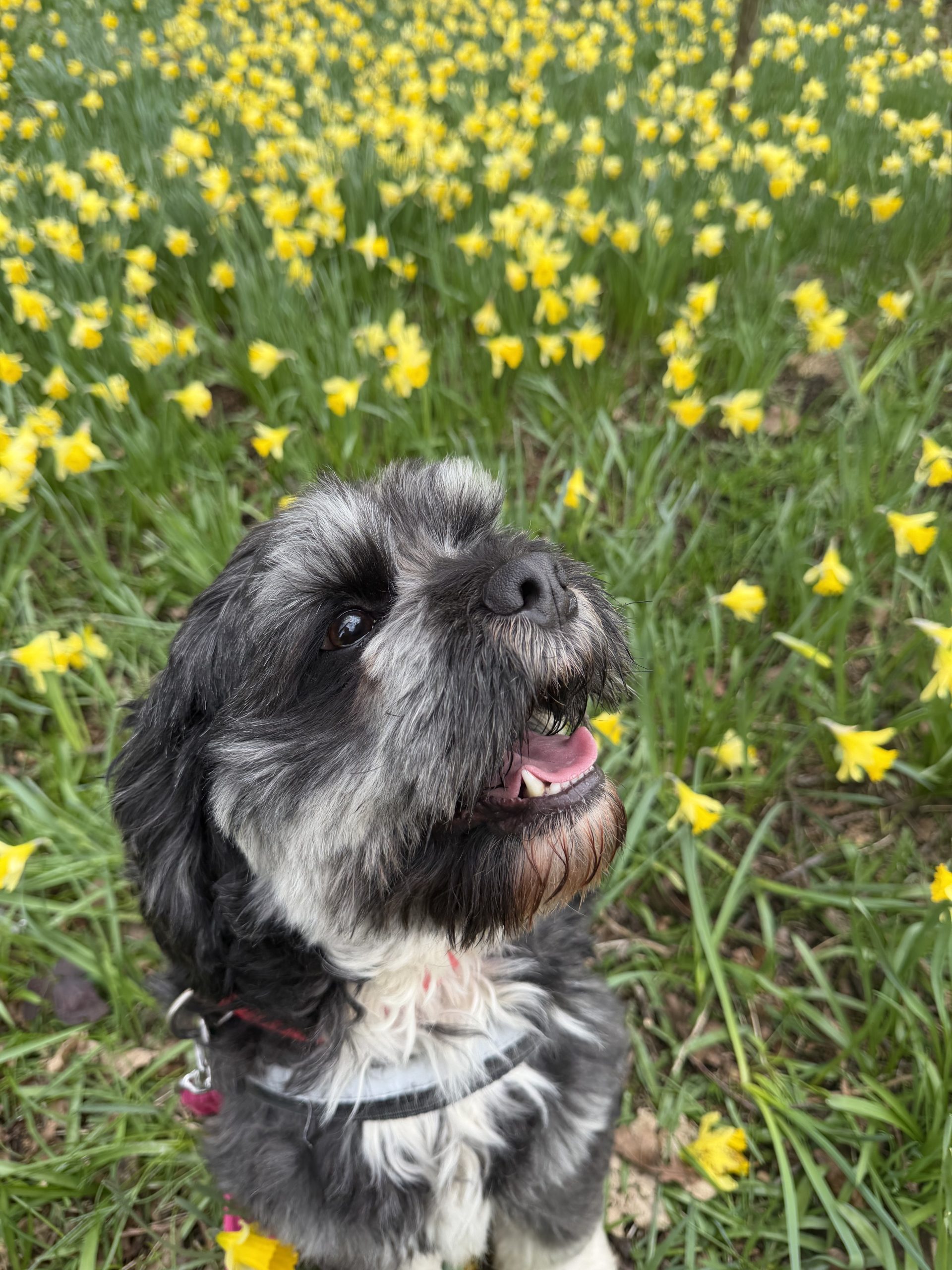 Bear – 4 year old Male