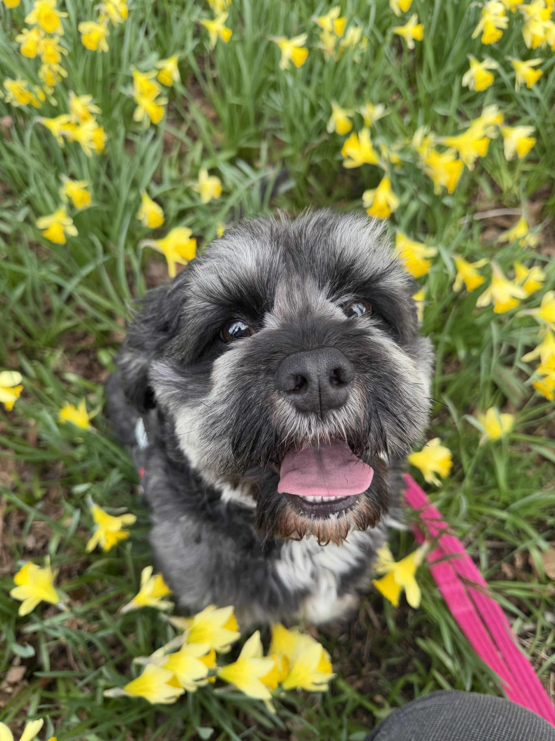 Bear – 4 year old Male