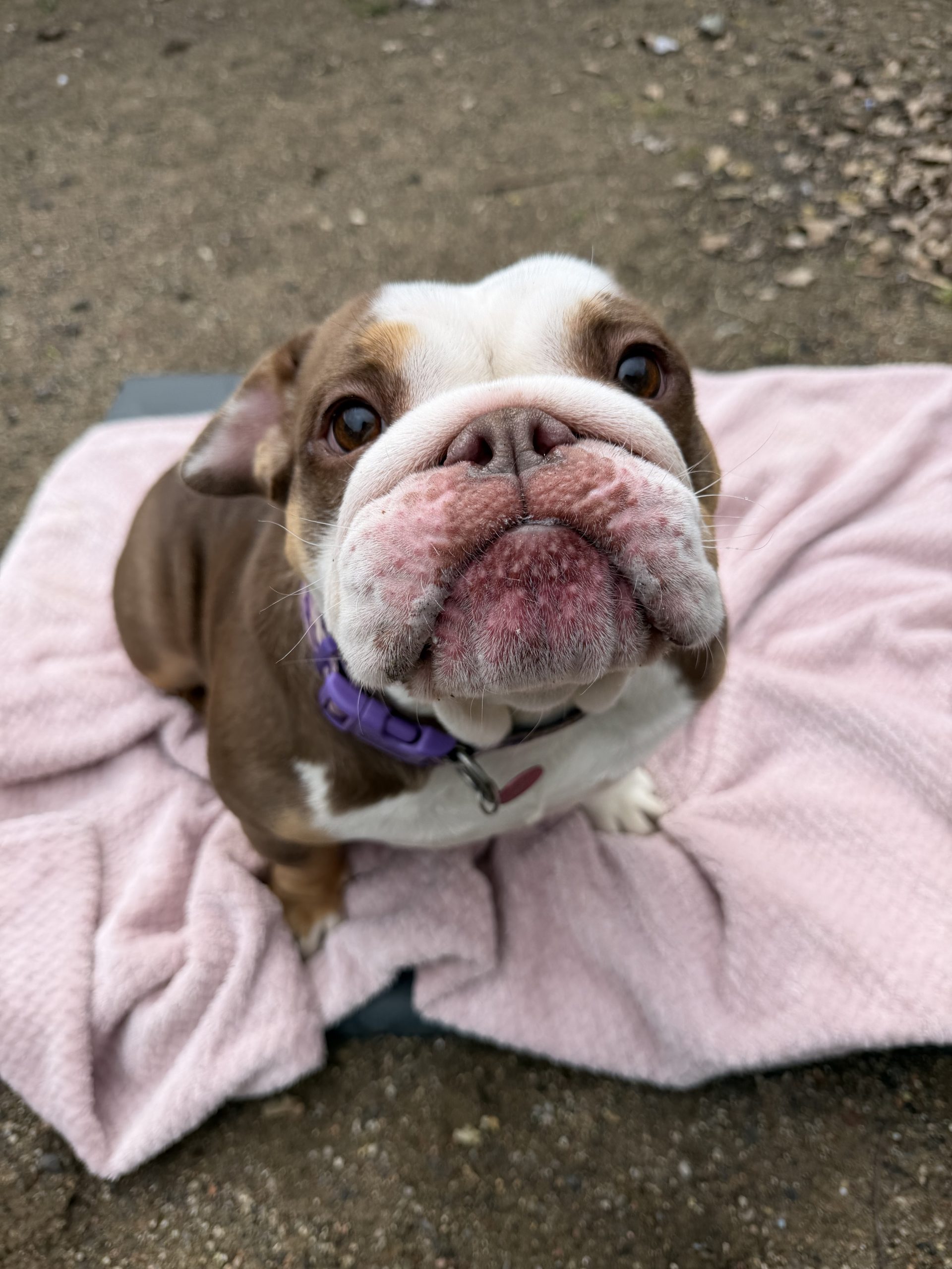 Phoebe – 4 year old Female – AVAILABLE SOON