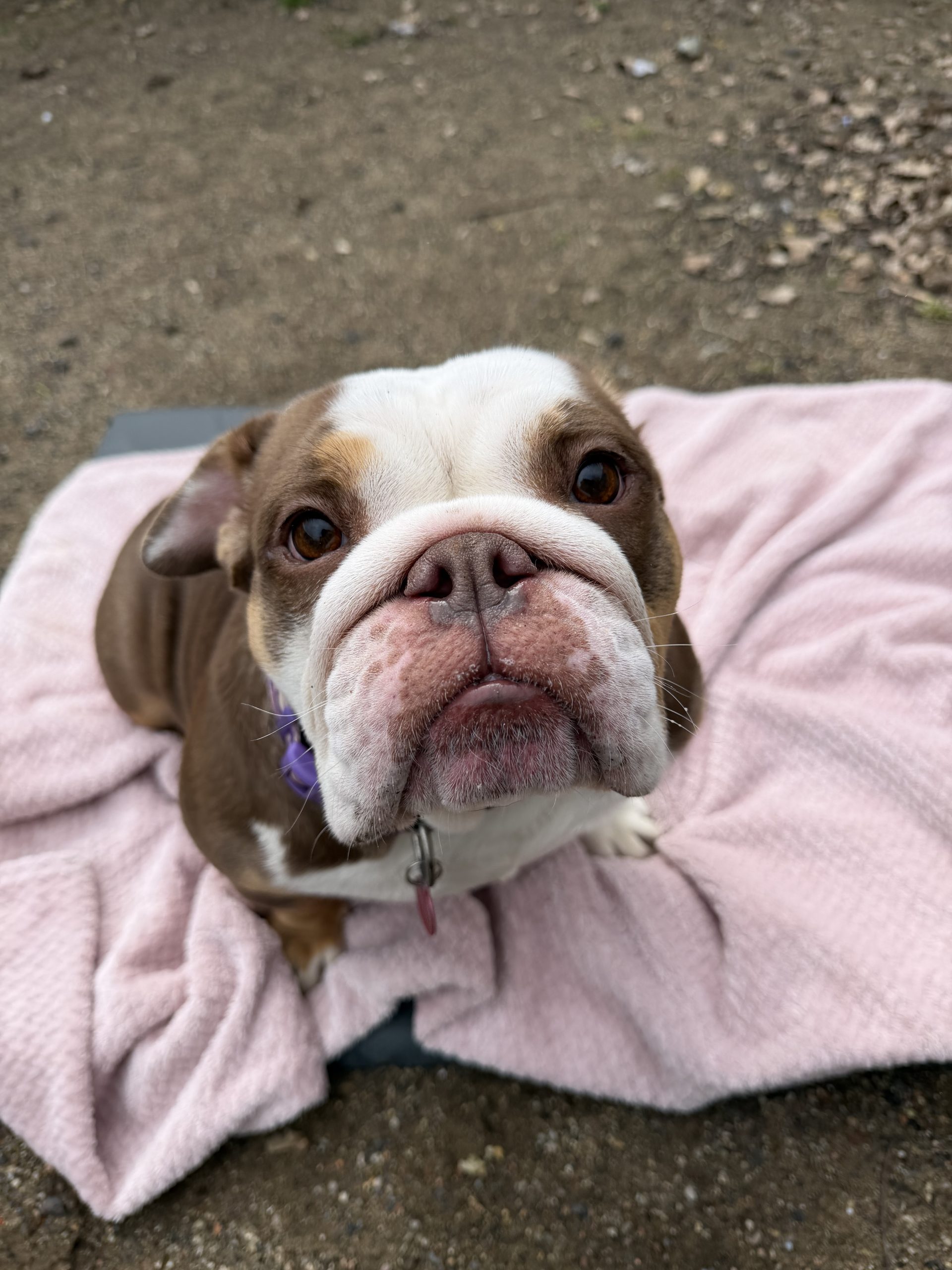 Phoebe – 4 year old Female – AVAILABLE SOON