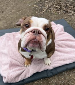 Phoebe, a 4 years old female Bulldog available for adoption from Rain Rescue in South Yorkshire