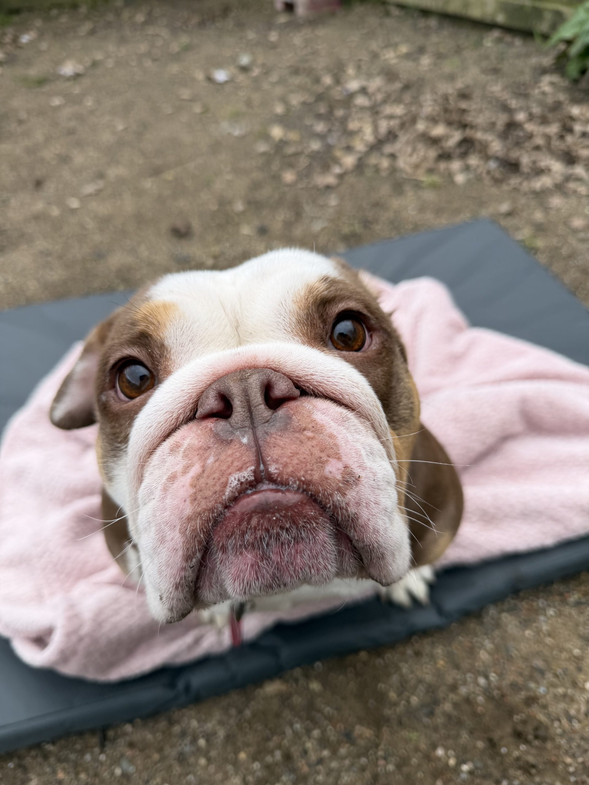 Phoebe – 4 year old Female – AVAILABLE SOON