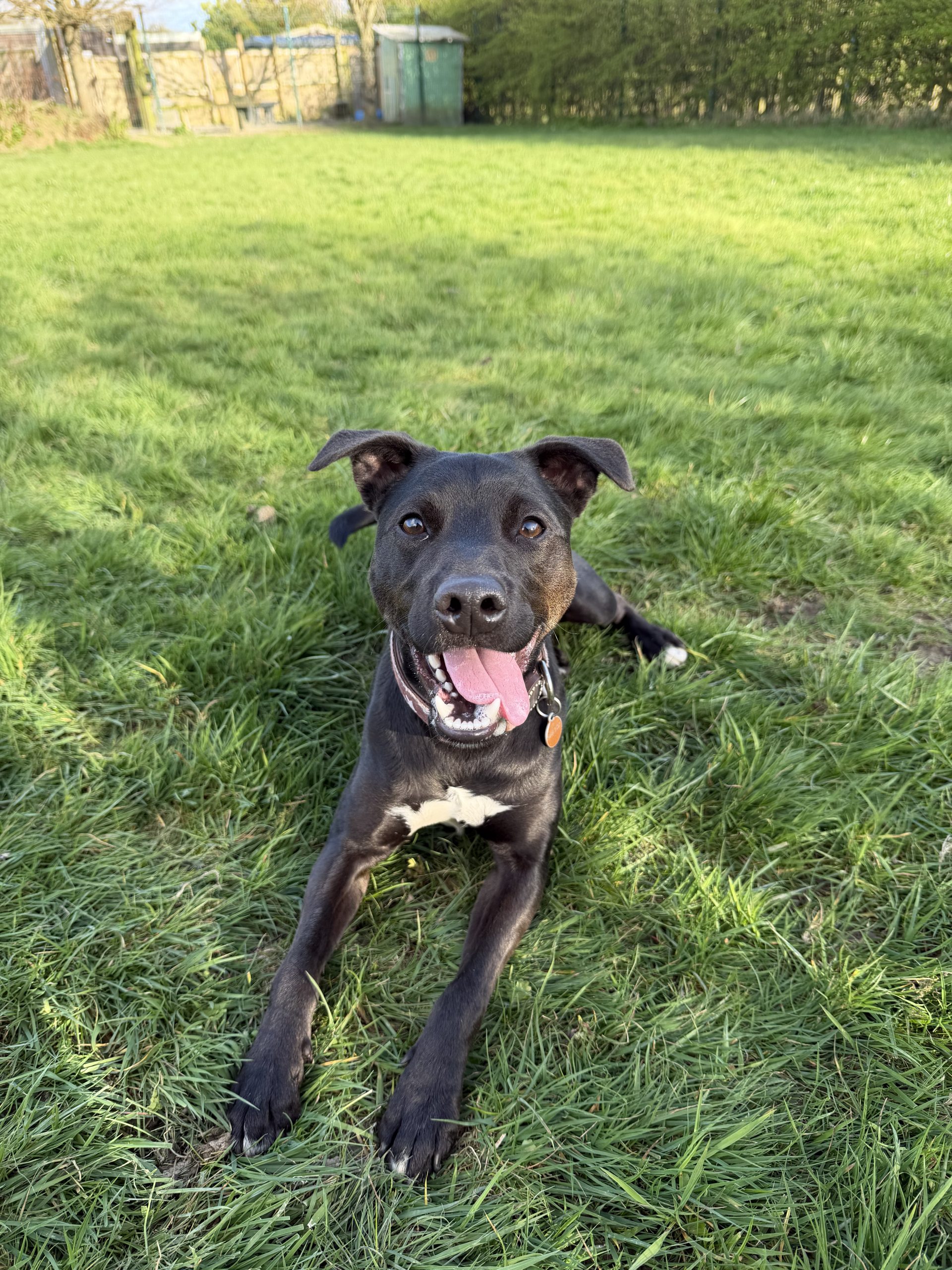Rodeo – 1 year old Male – SPOTLIGHT ANIMAL