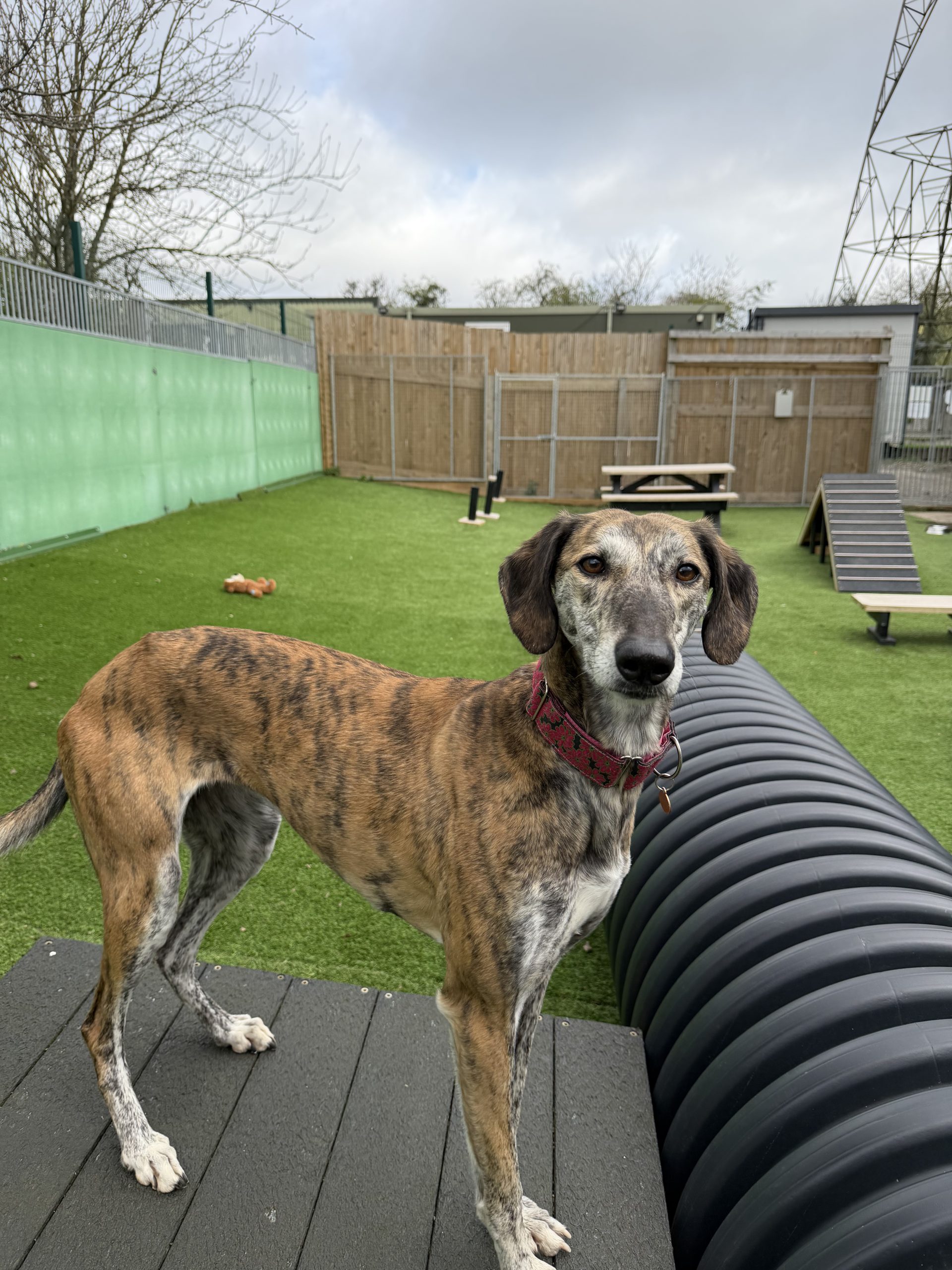 Elsie – 5 year old Female (RESERVED)