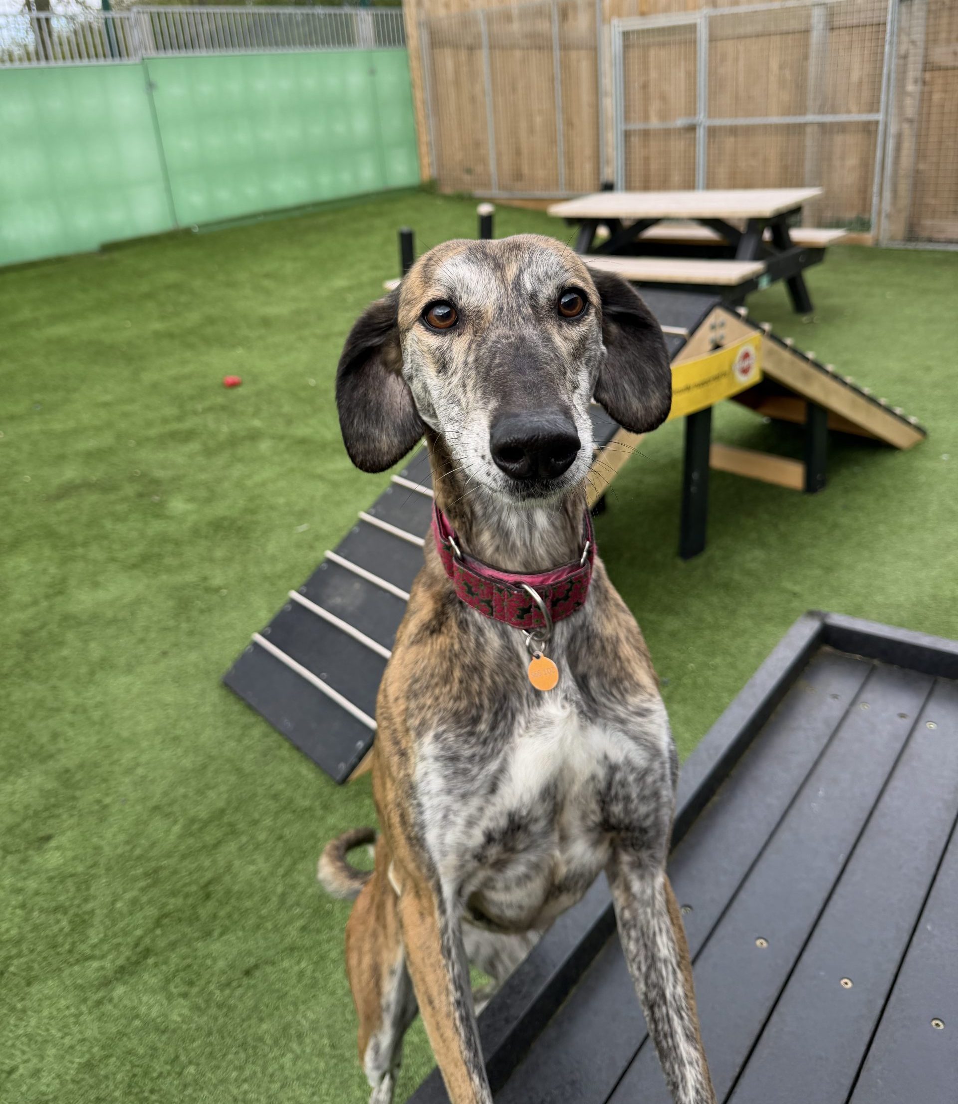 Elsie – 5 year old Female (RESERVED)