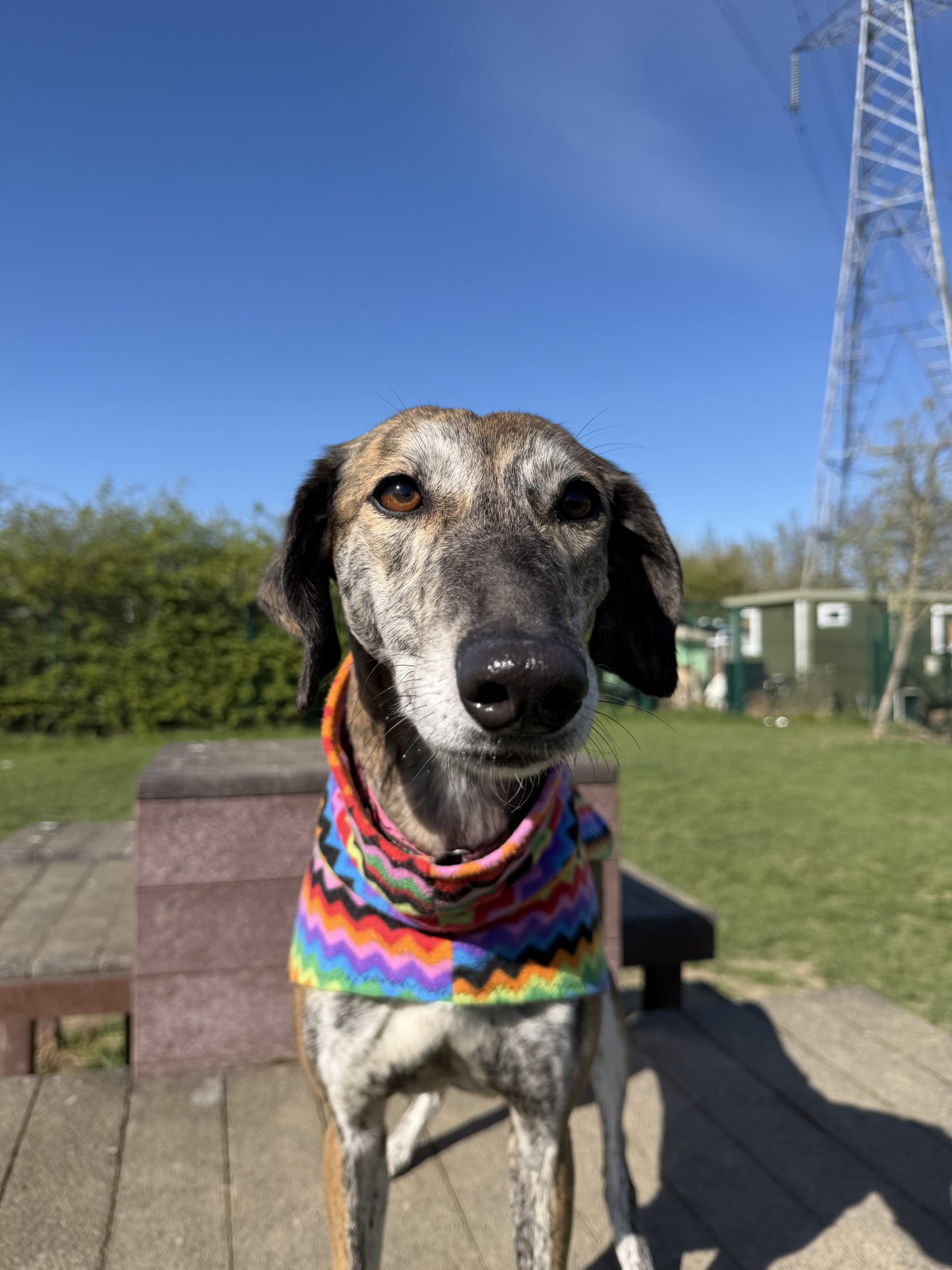 Elsie – 5 year old Female (RESERVED)