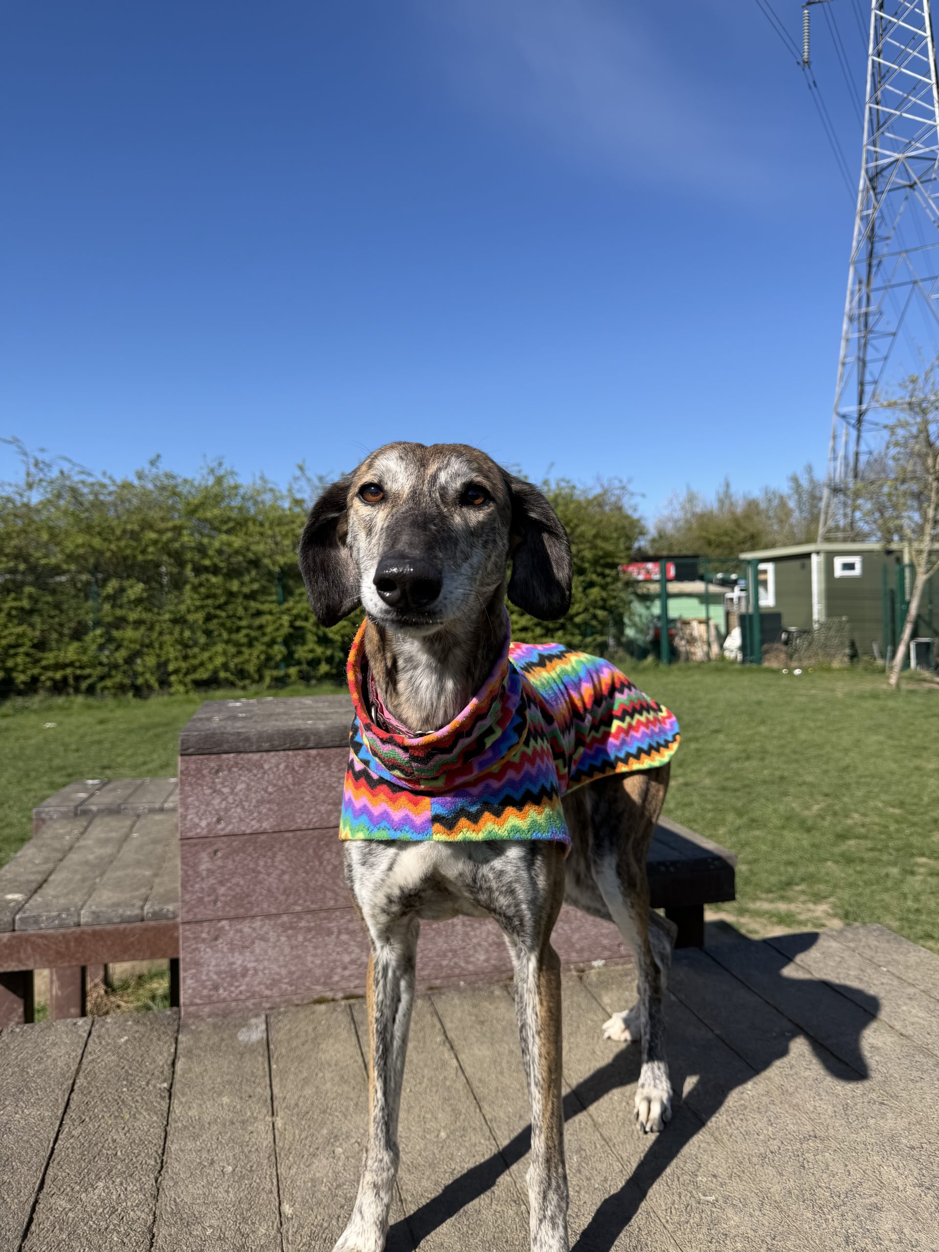 Elsie – 5 year old Female (RESERVED)