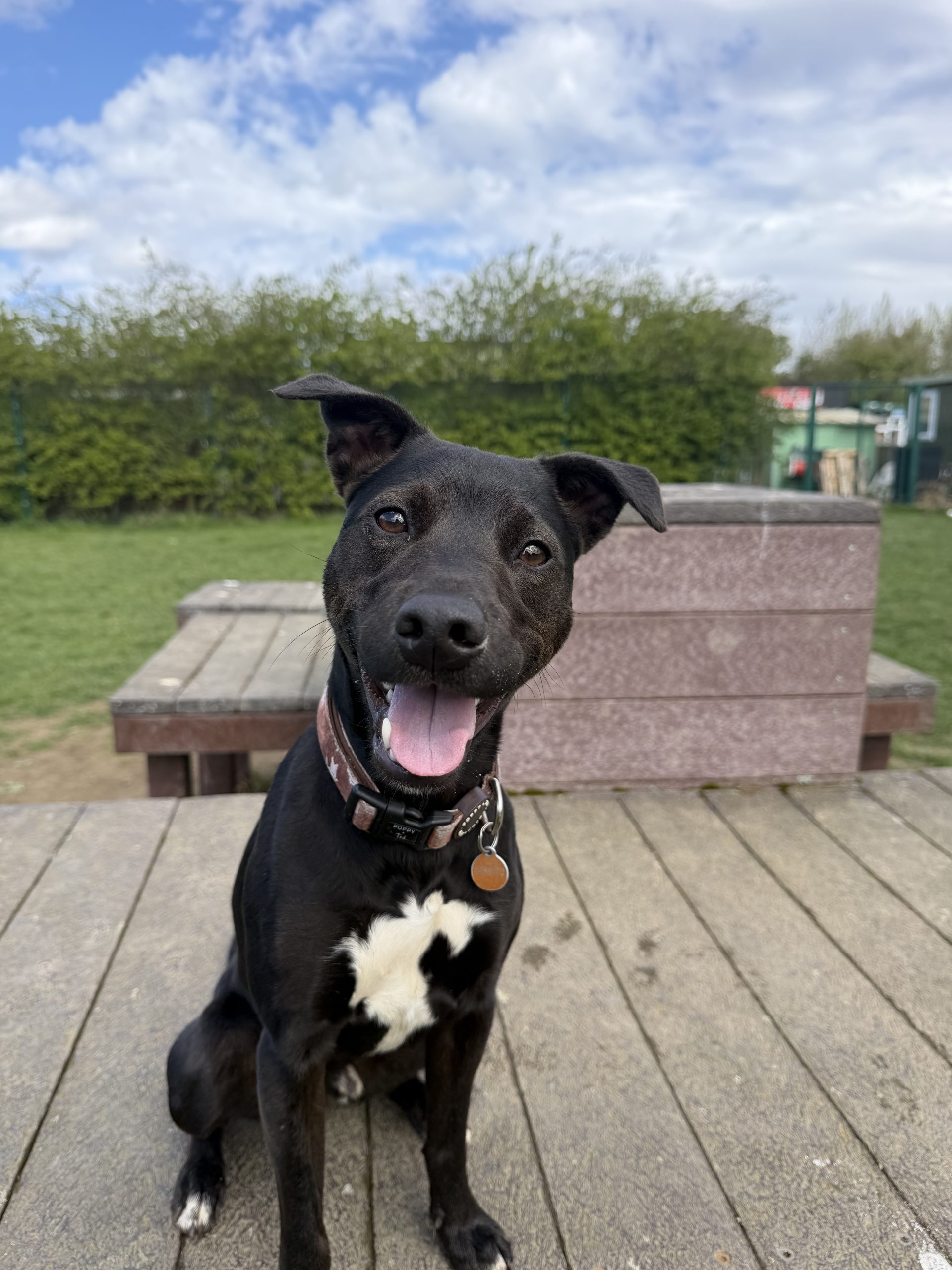 Rodeo – 1 year old Male – SPOTLIGHT ANIMAL