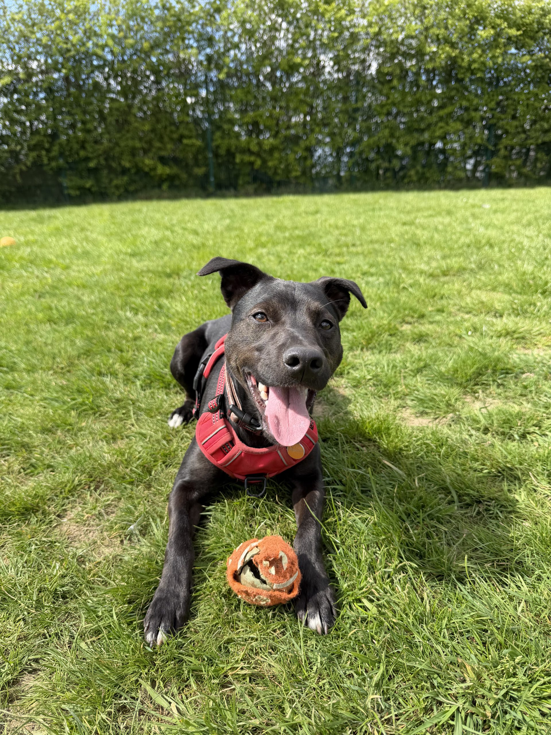 Rodeo – 1 year old Male – SPOTLIGHT ANIMAL