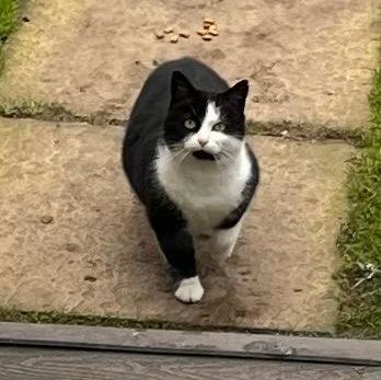 Daisy- 4 Year Old Female- Farm/Stable Home