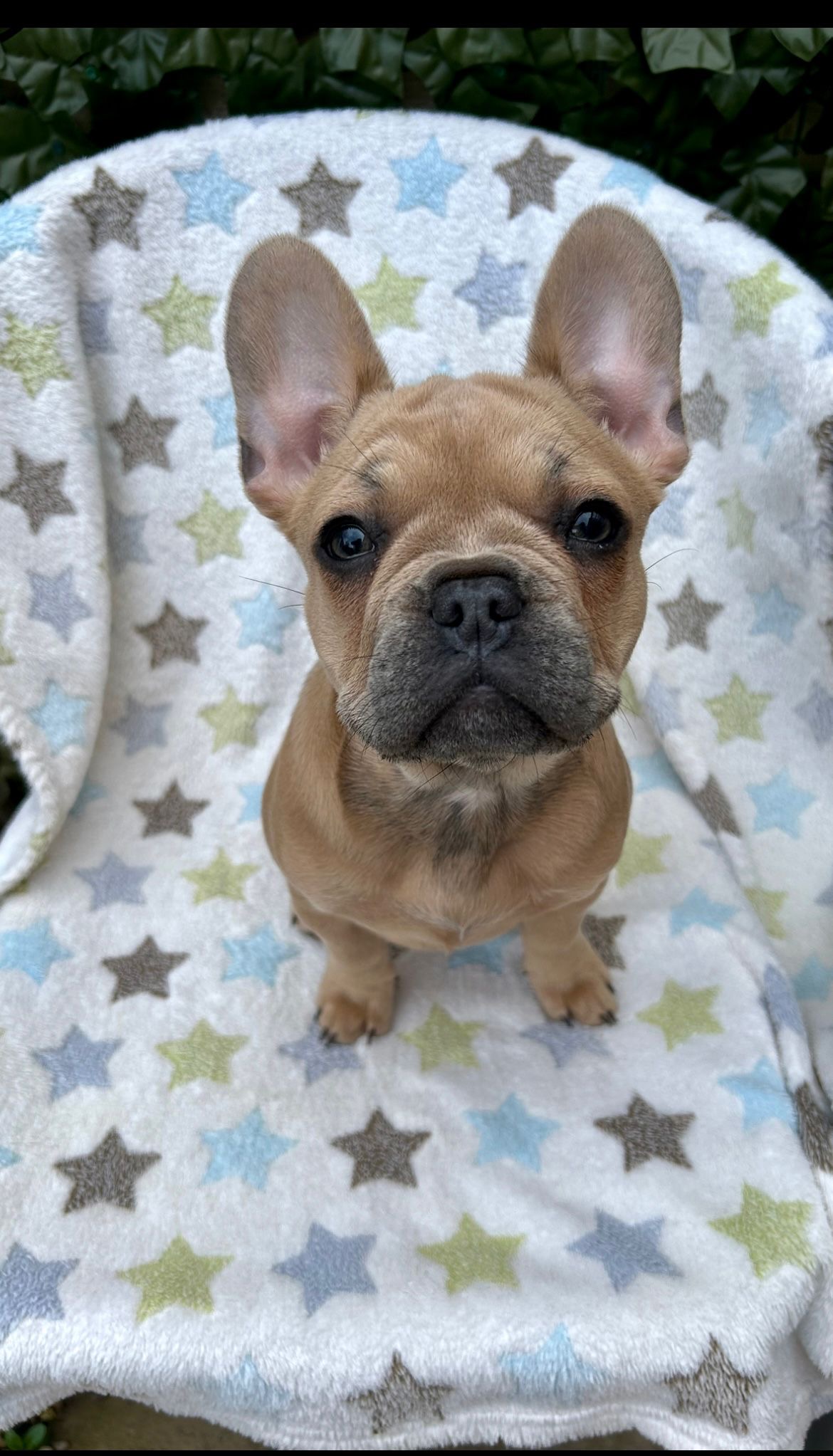 Margot – 16 week old Female
