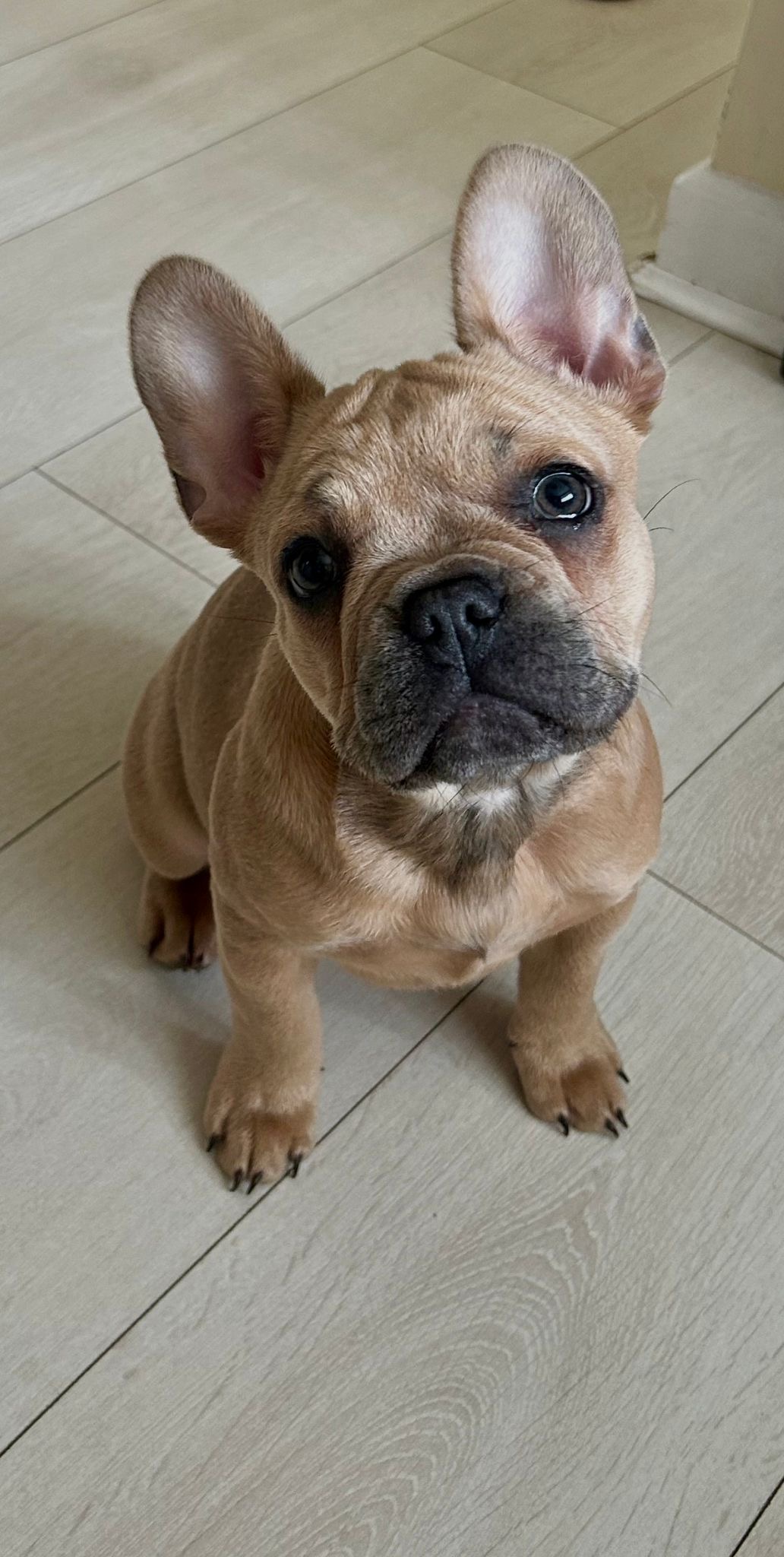 Margot – 16 week old Female