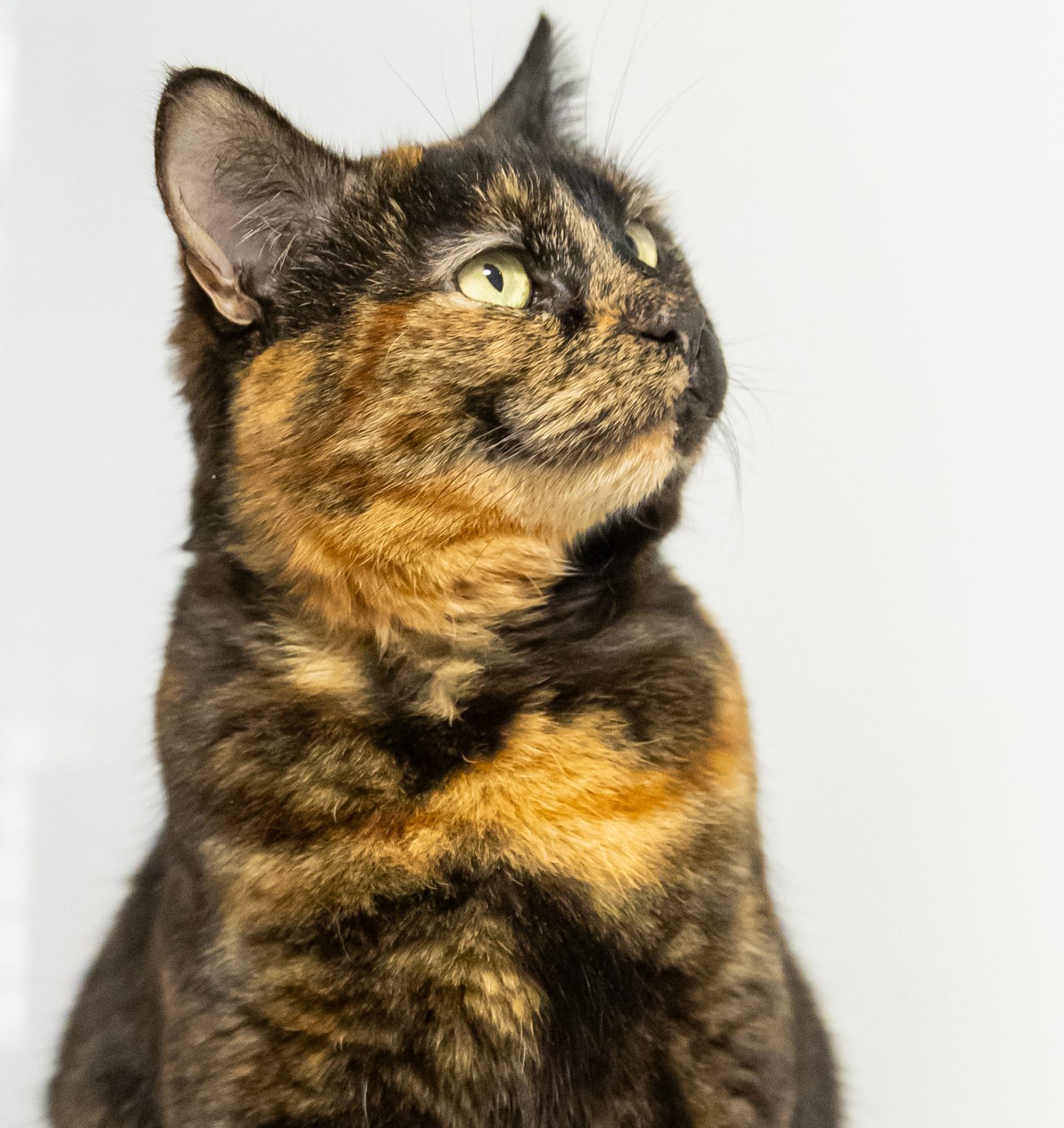 Bella Boo- 6 Year Old Female – Spotlight Animal!