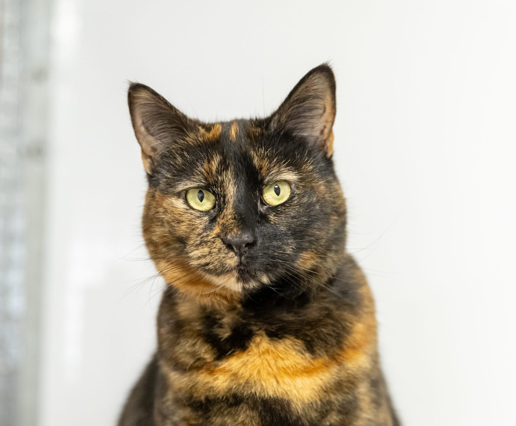 Bella Boo- 6 Year Old Female – Spotlight Animal!