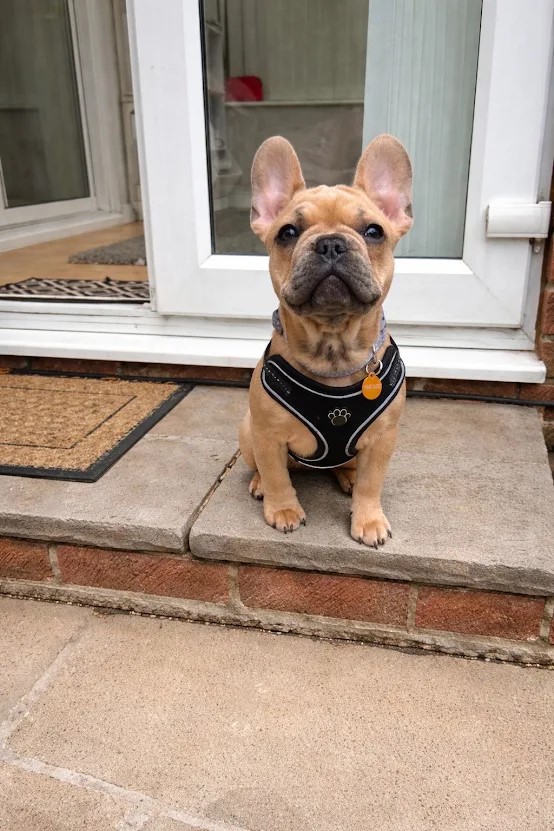 Margot – 16 week old Female