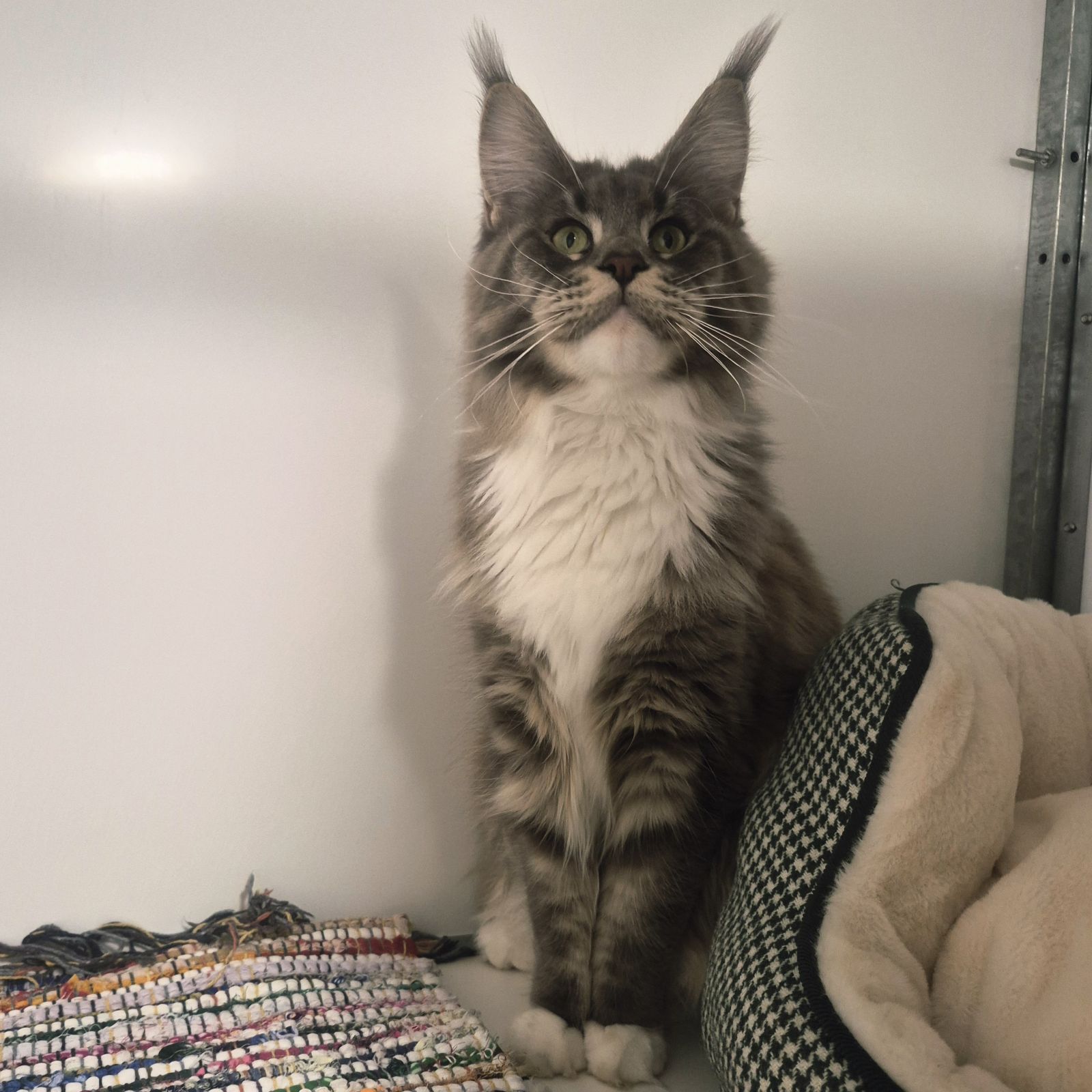 Saffron- 1 Year Old Female RESERVED