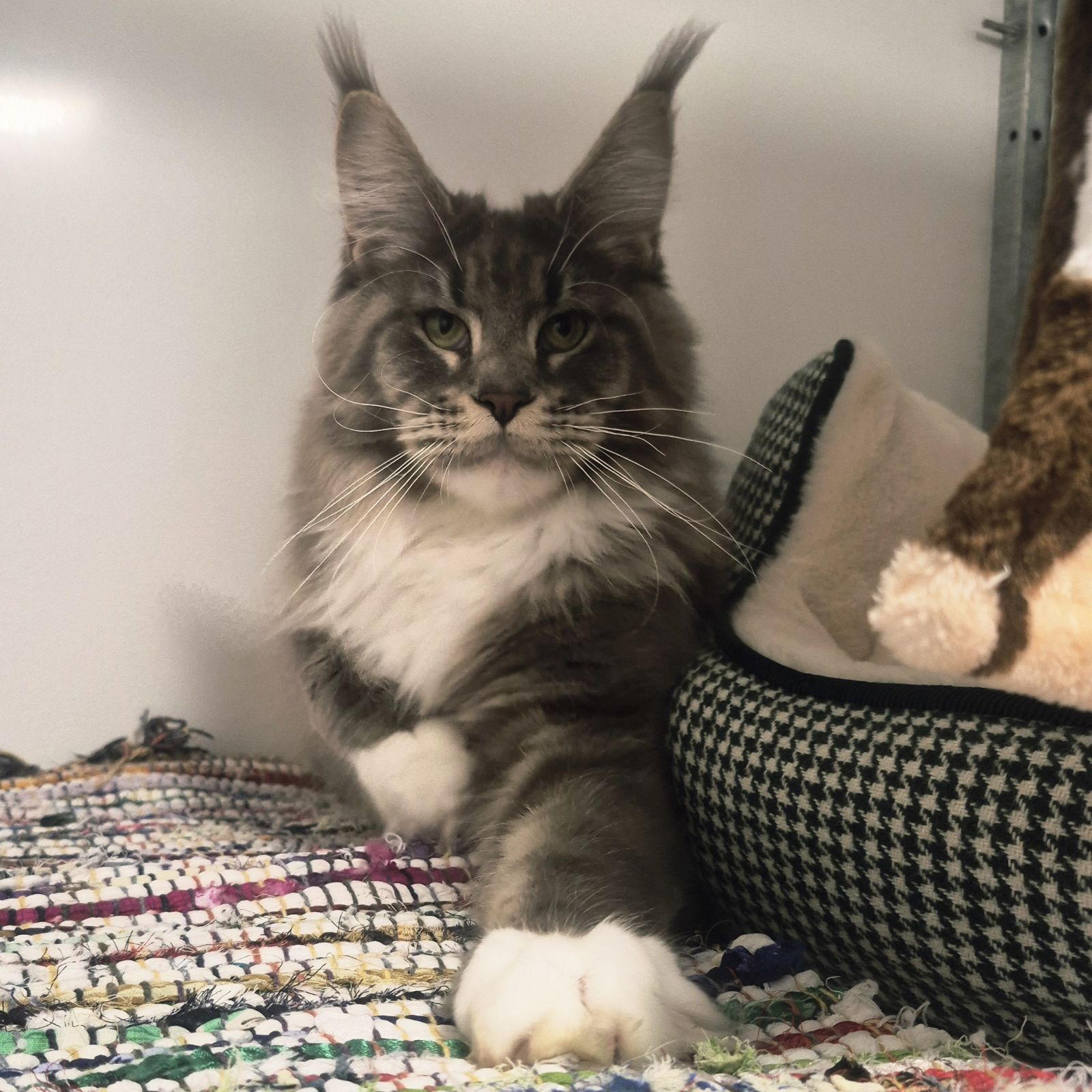 Saffron- 1 Year Old Female RESERVED