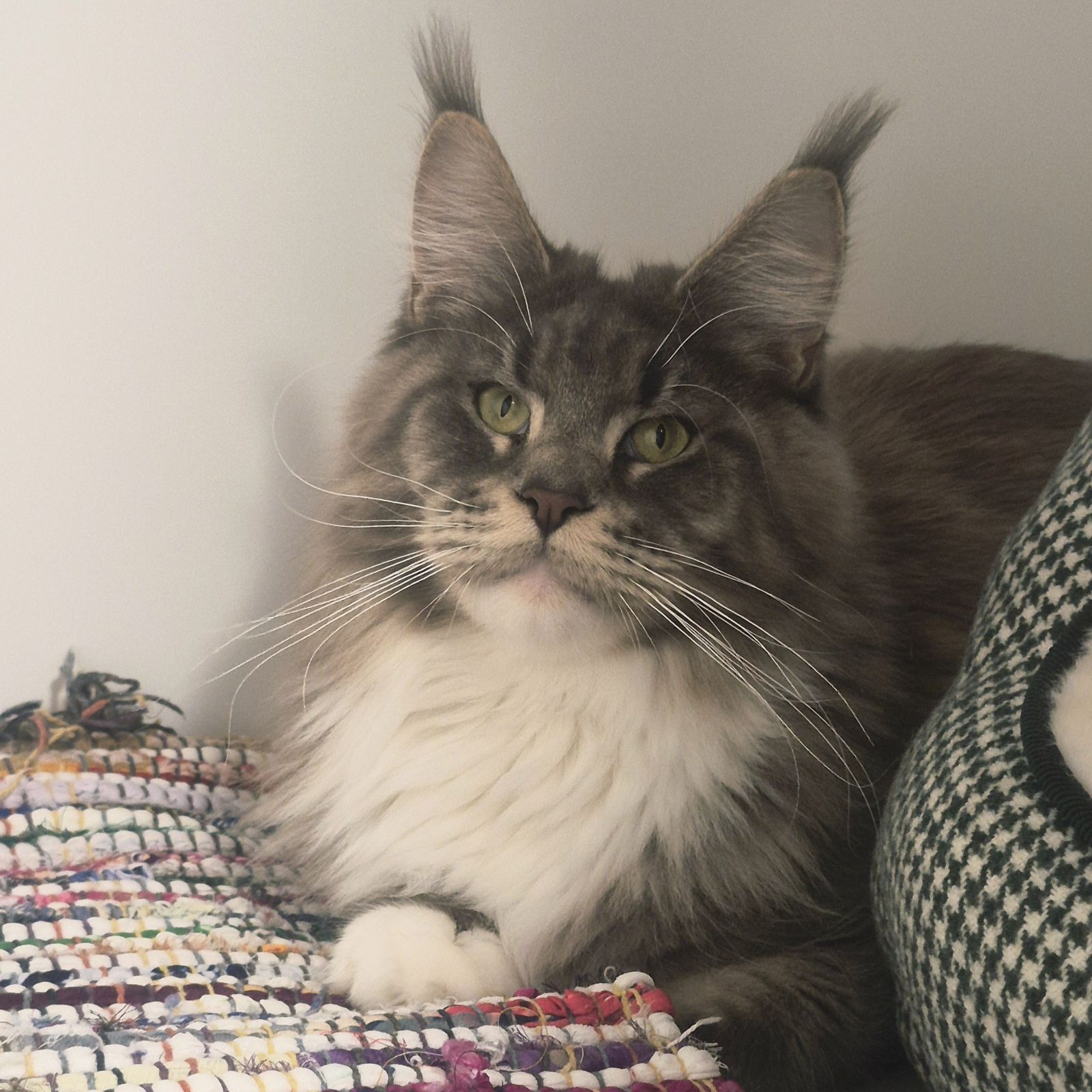 Saffron- 1 Year Old Female RESERVED