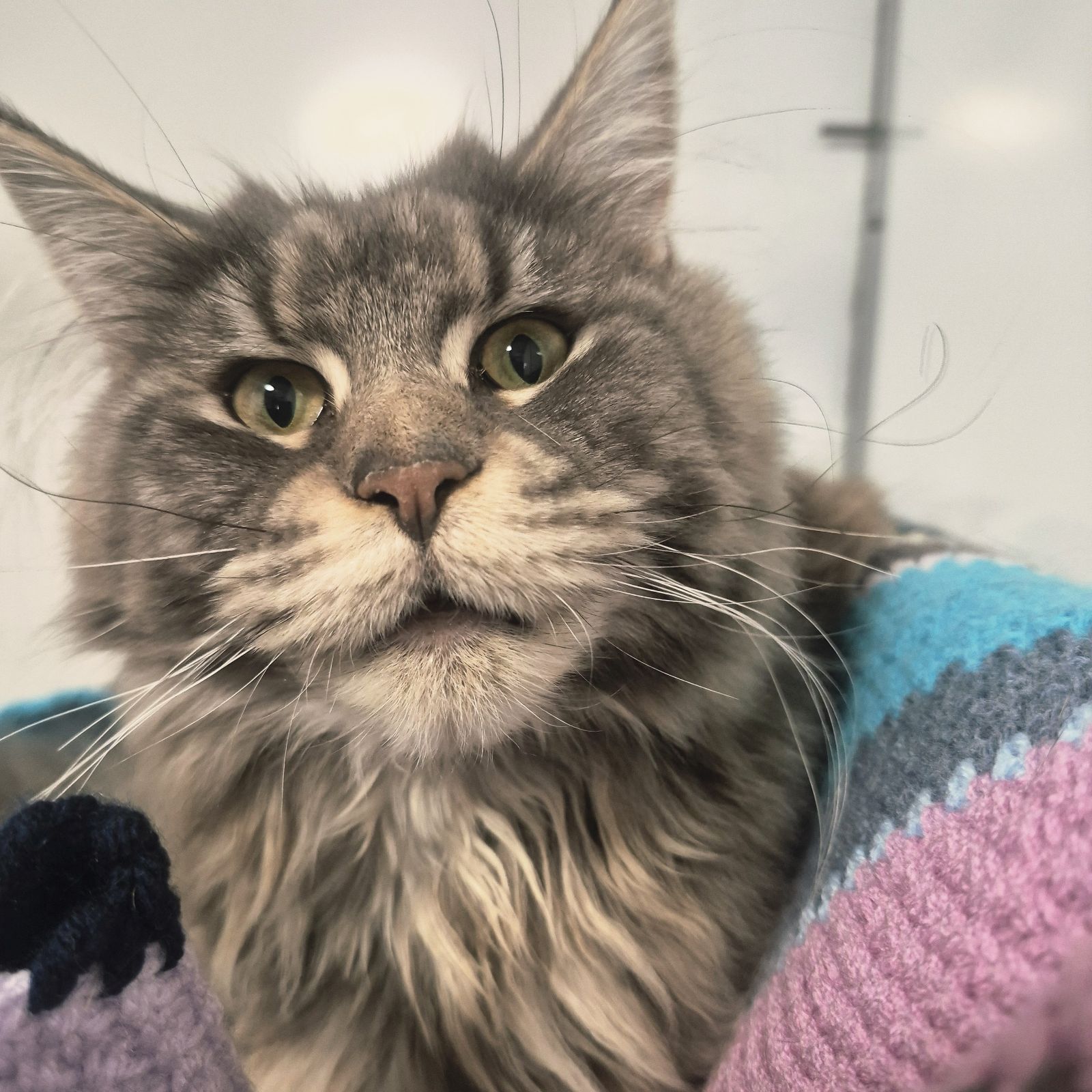 Marigold- 1 Year Old Female RESERVED