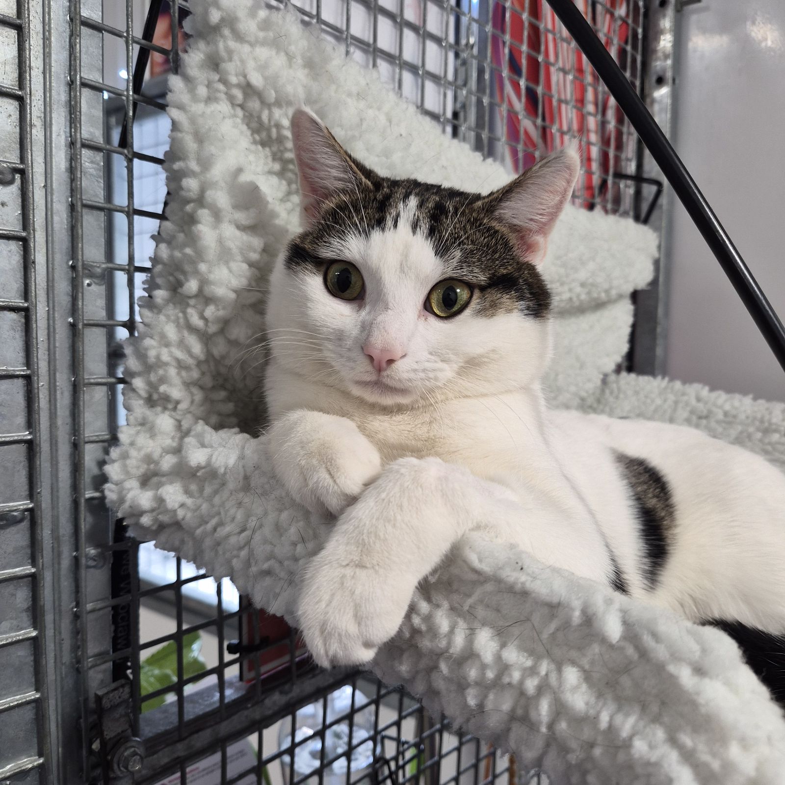 Boop- 11 Month Old Male