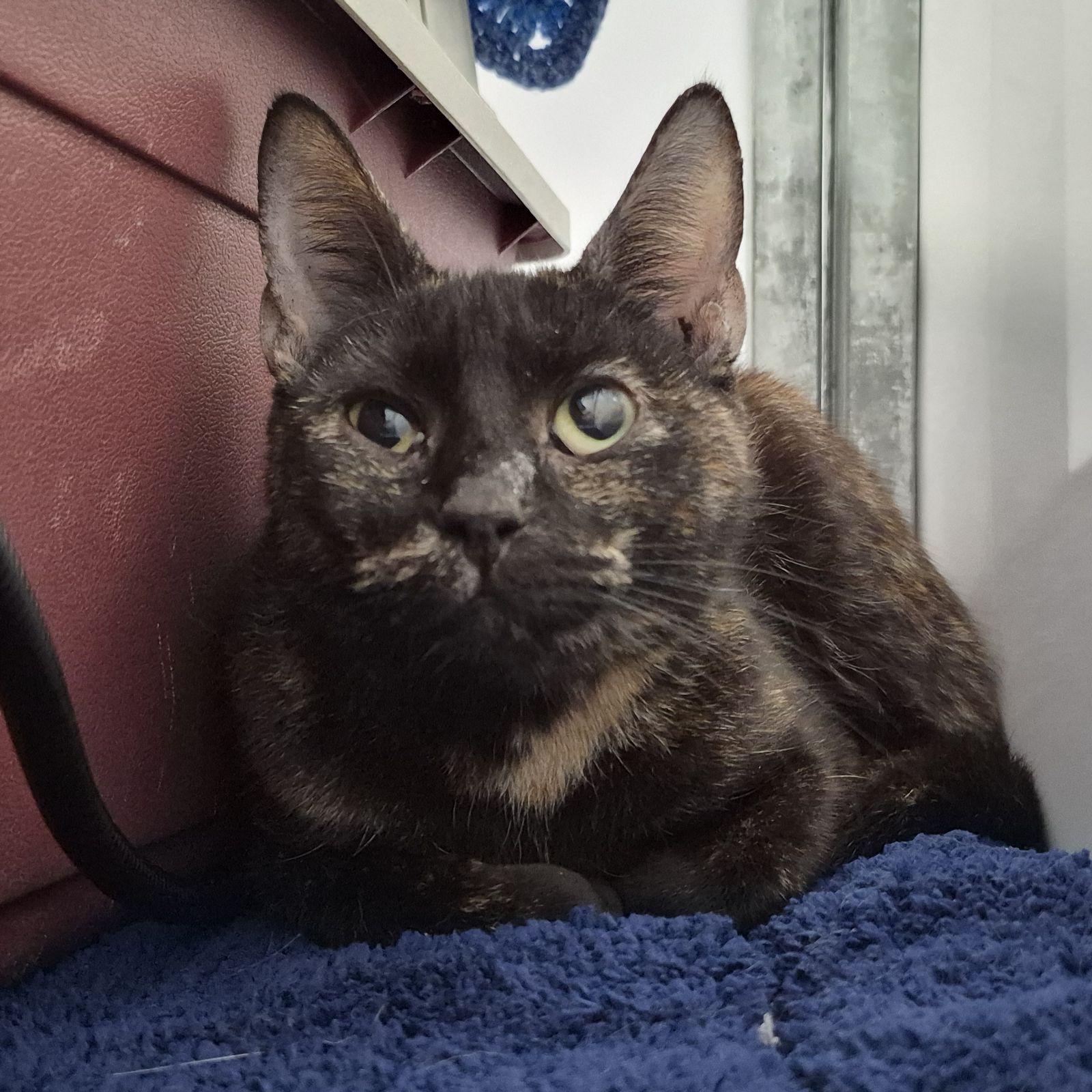 Tinkerbell- 5 Year Old Female