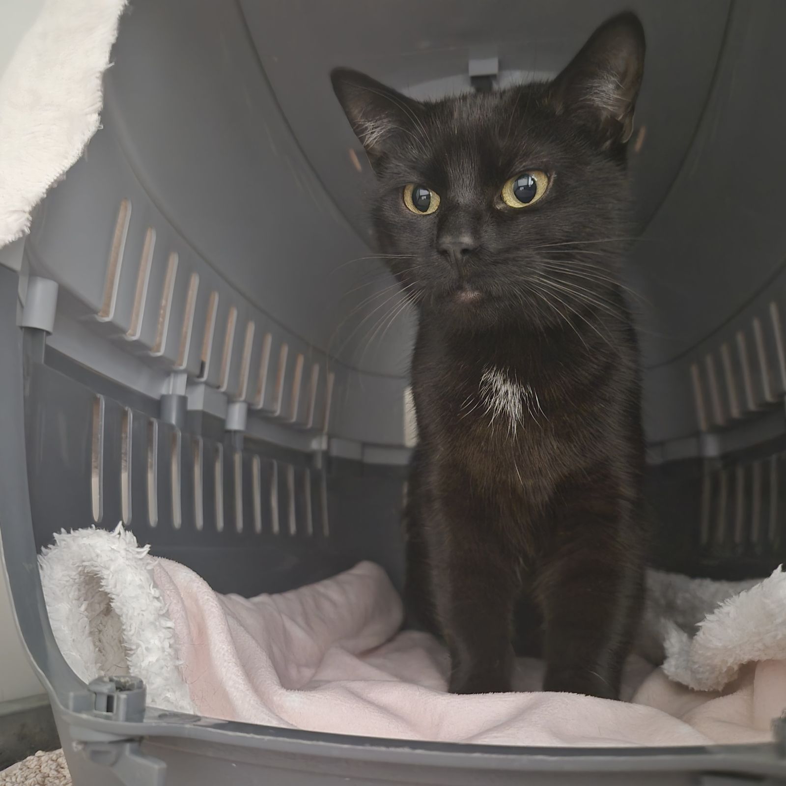 Sofia- 4 Year Old Female- AVAILABLE SOON