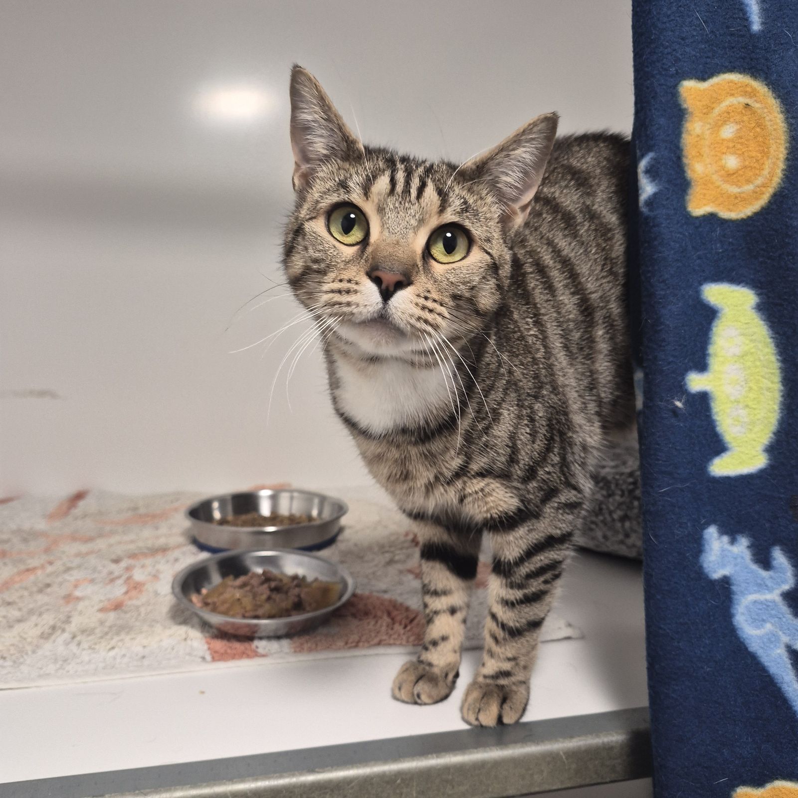 Eve- 2 Year Old Female