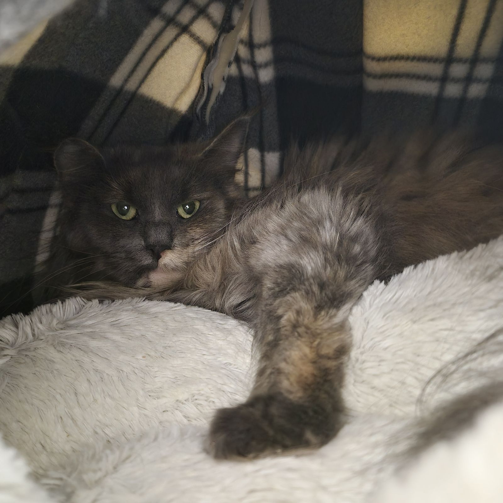 Smudge- 1 Year Old Female RESERVED