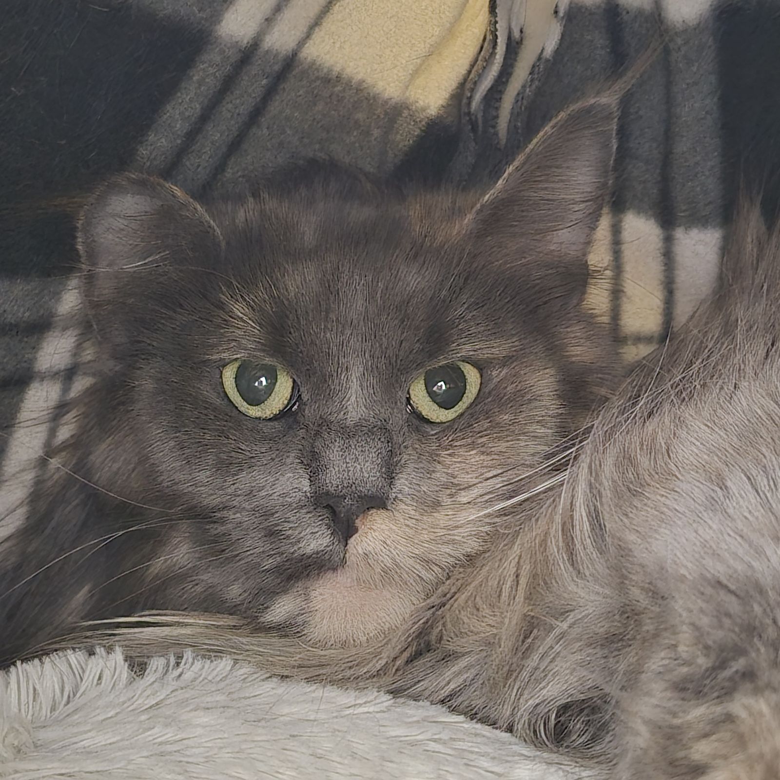 Smudge- 1 Year Old Female RESERVED