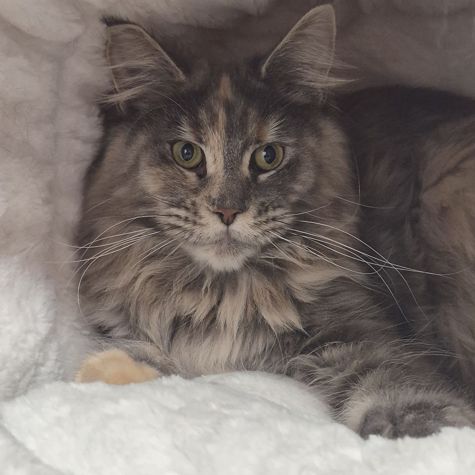 Tulip- 1 Year Old Female RESERVED