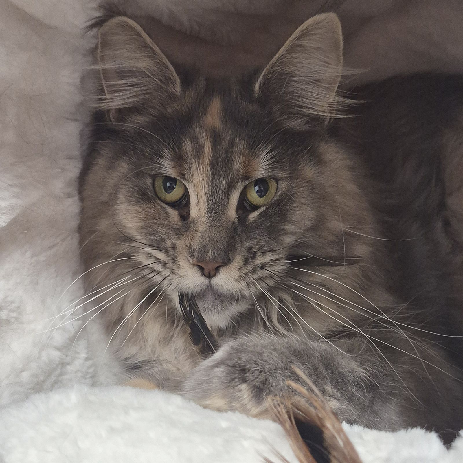 Tulip- 1 Year Old Female RESERVED