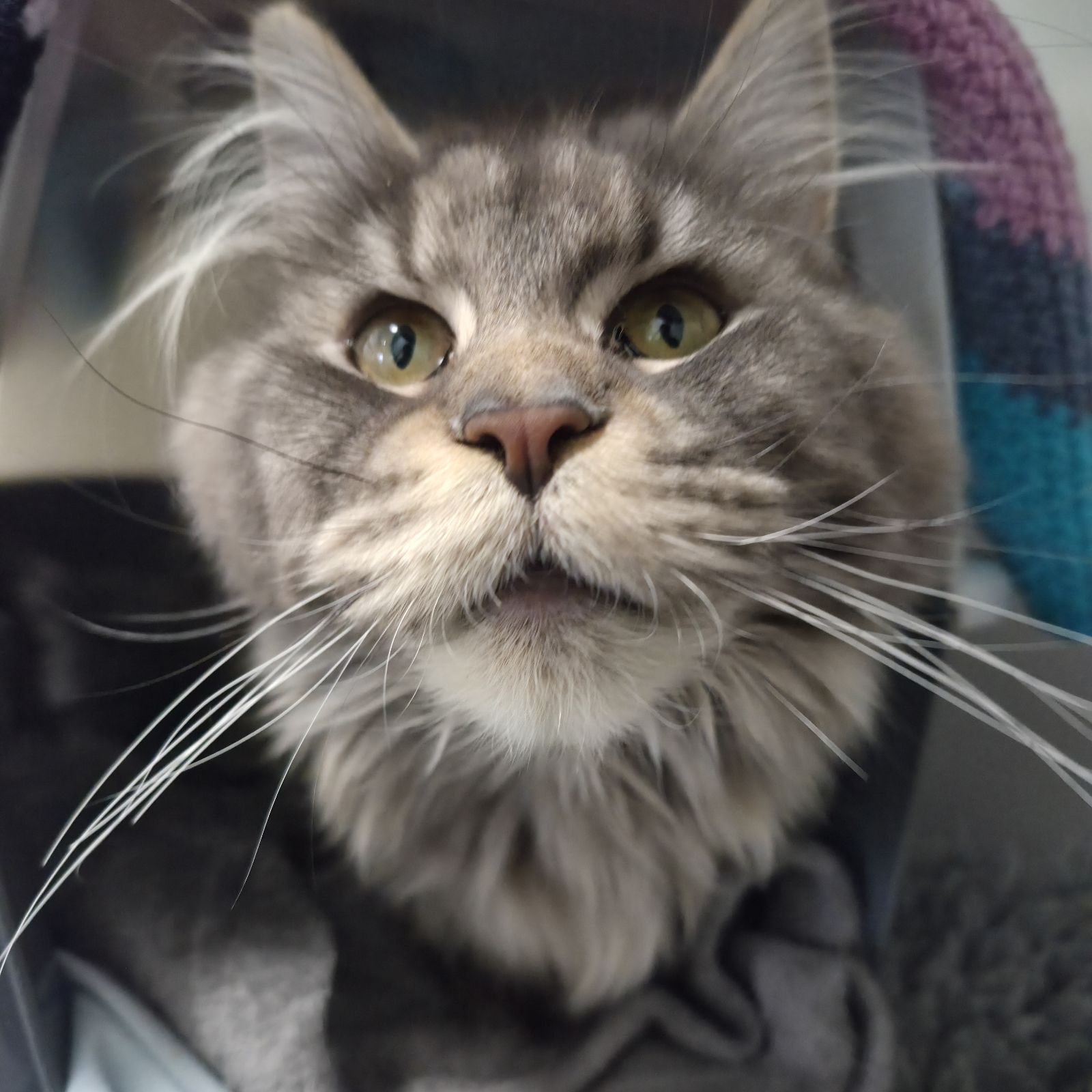 Petal- 1 Year Old Female RESERVED