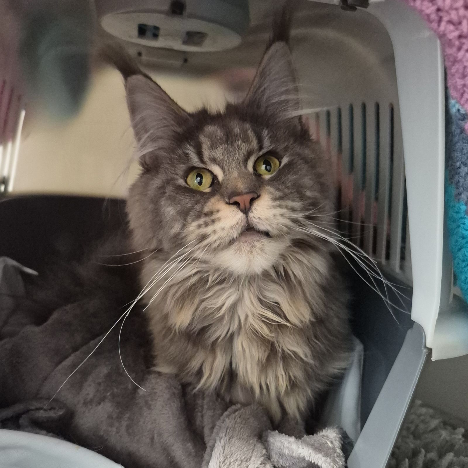 Petal- 1 Year Old Female RESERVED