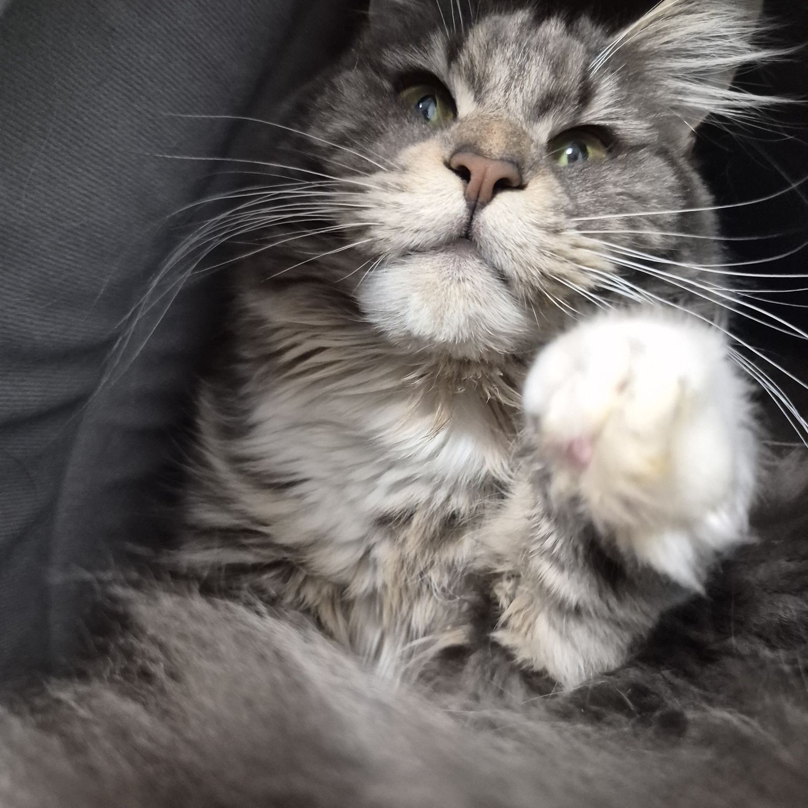 Marigold- 1 Year Old Female RESERVED