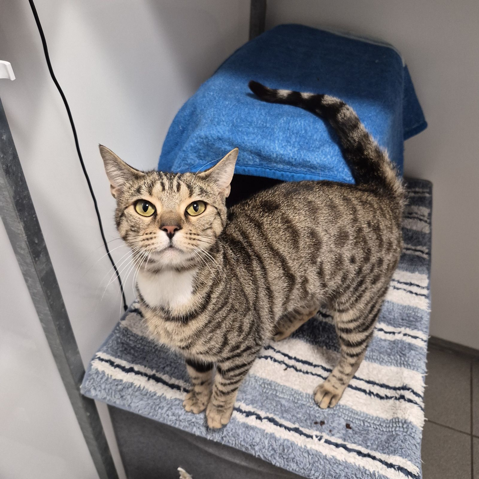 Eve- 2 Year Old Female