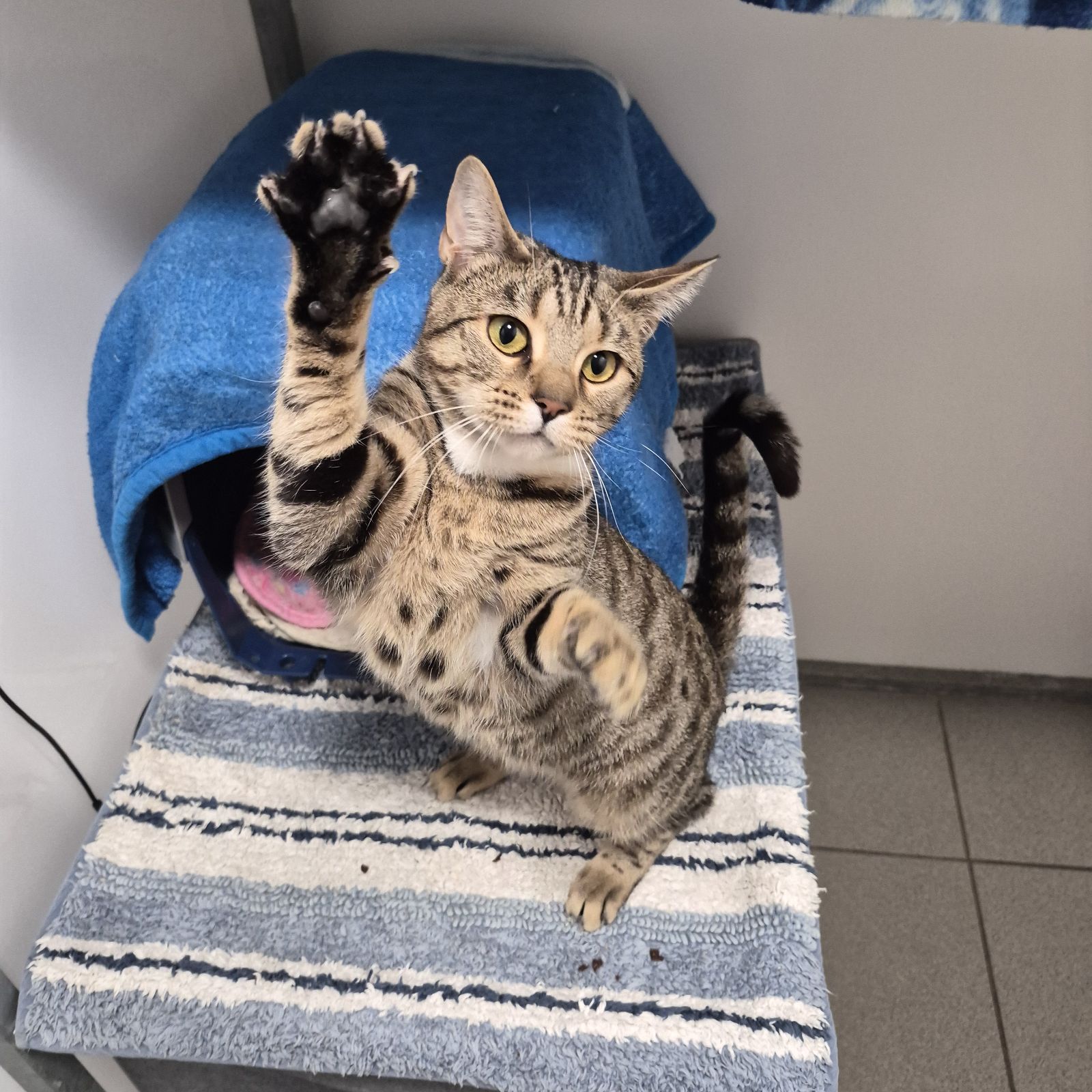 Eve- 2 Year Old Female