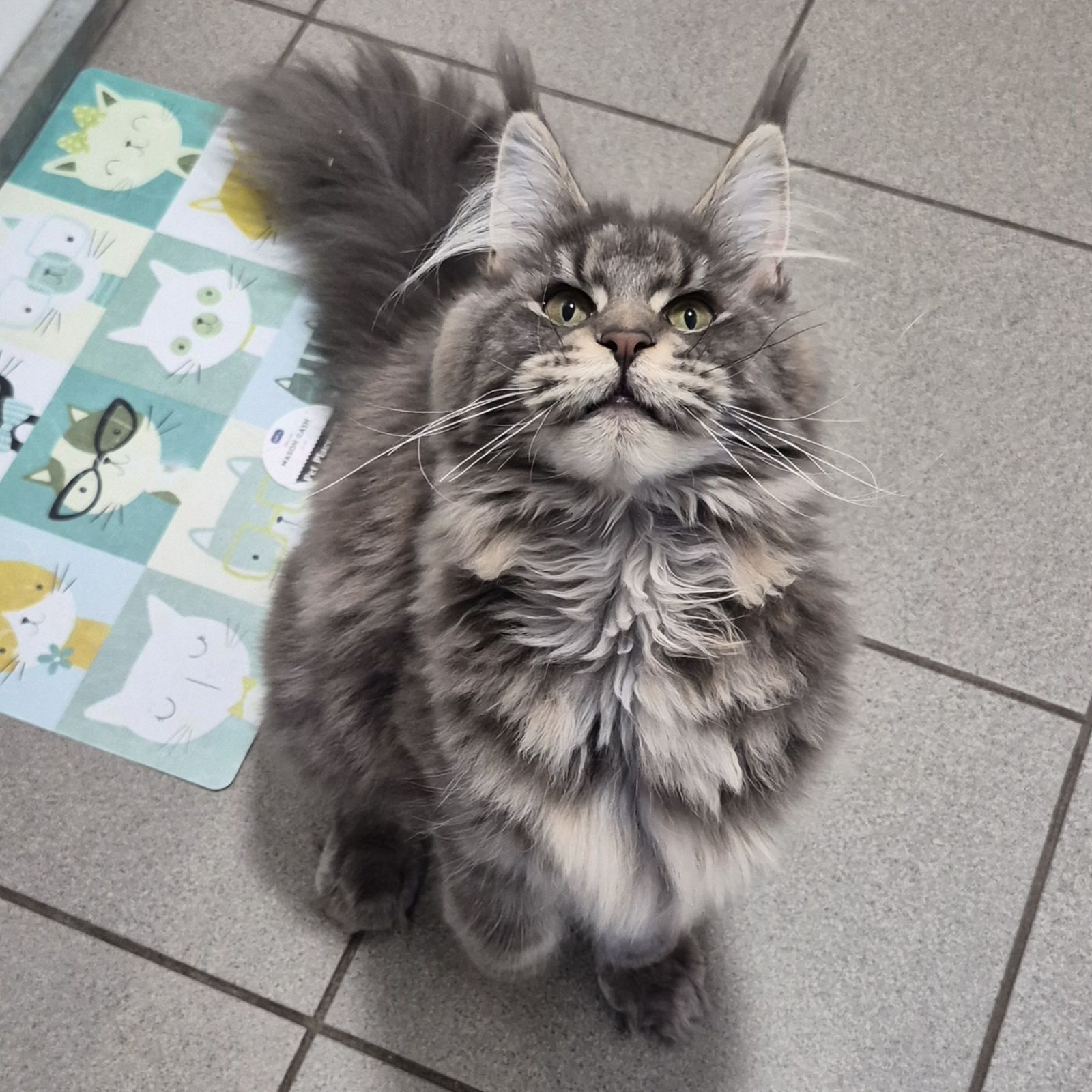 Petal- 1 Year Old Female RESERVED