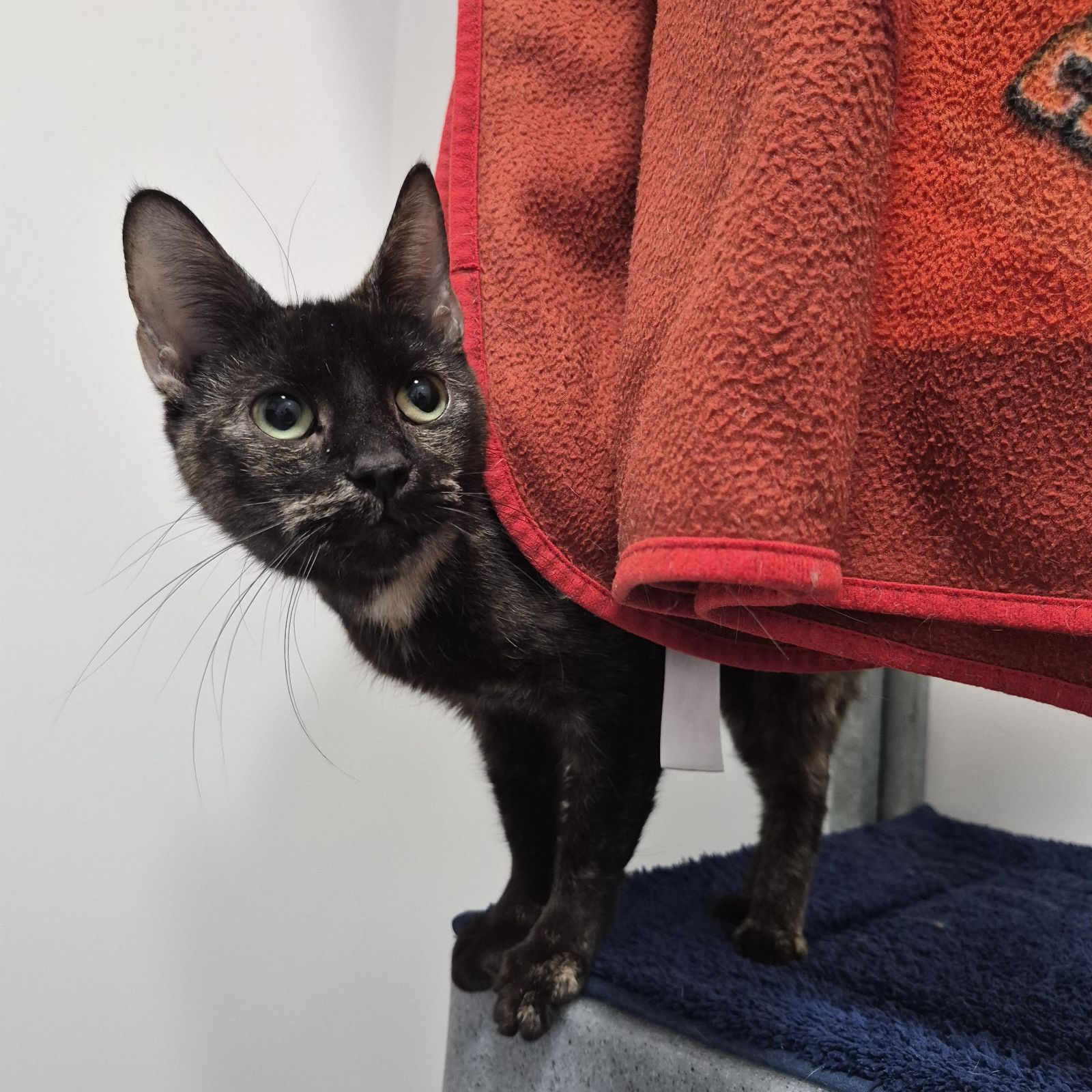 Tinkerbell- 5 Year Old Female