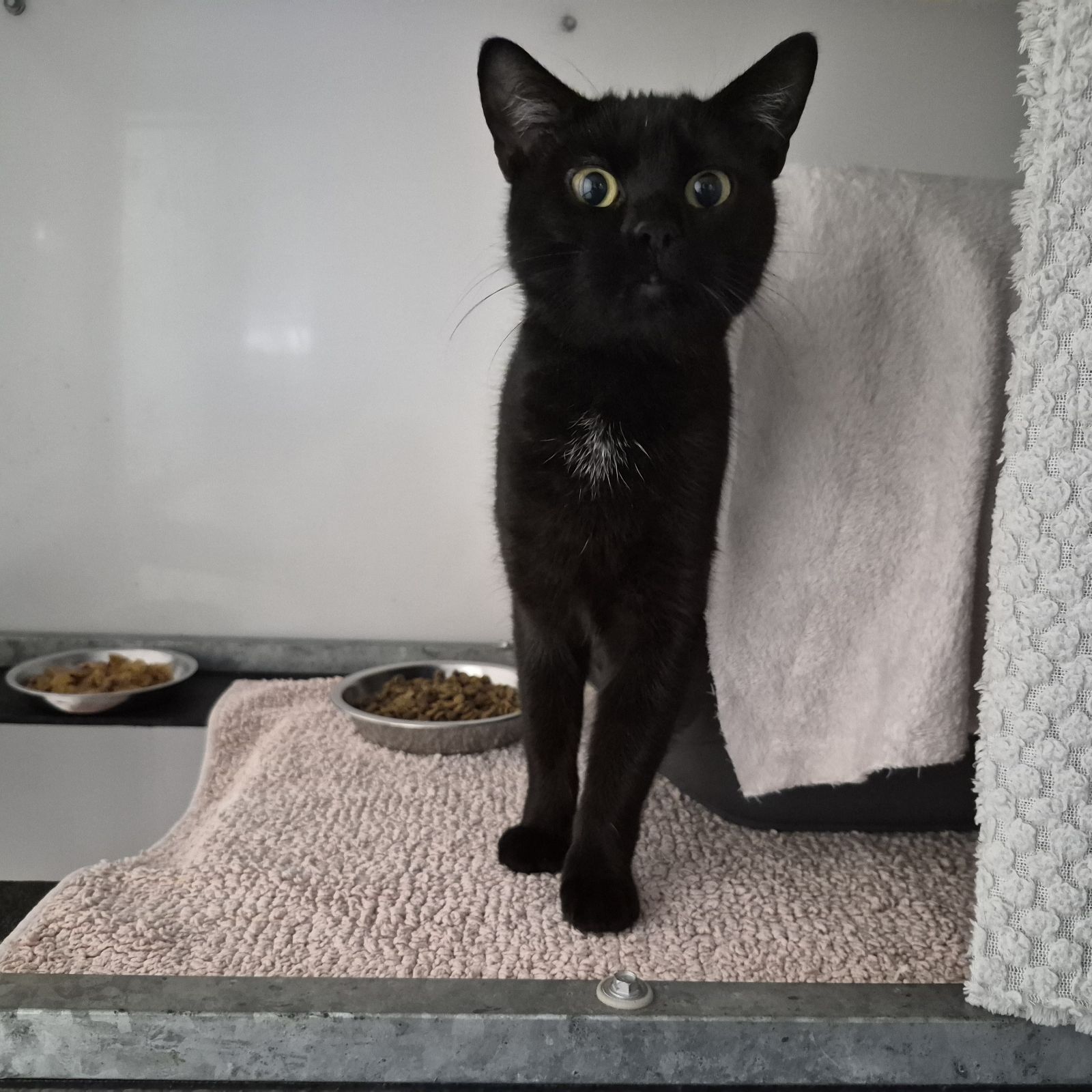 Sofia- 4 Year Old Female- AVAILABLE SOON